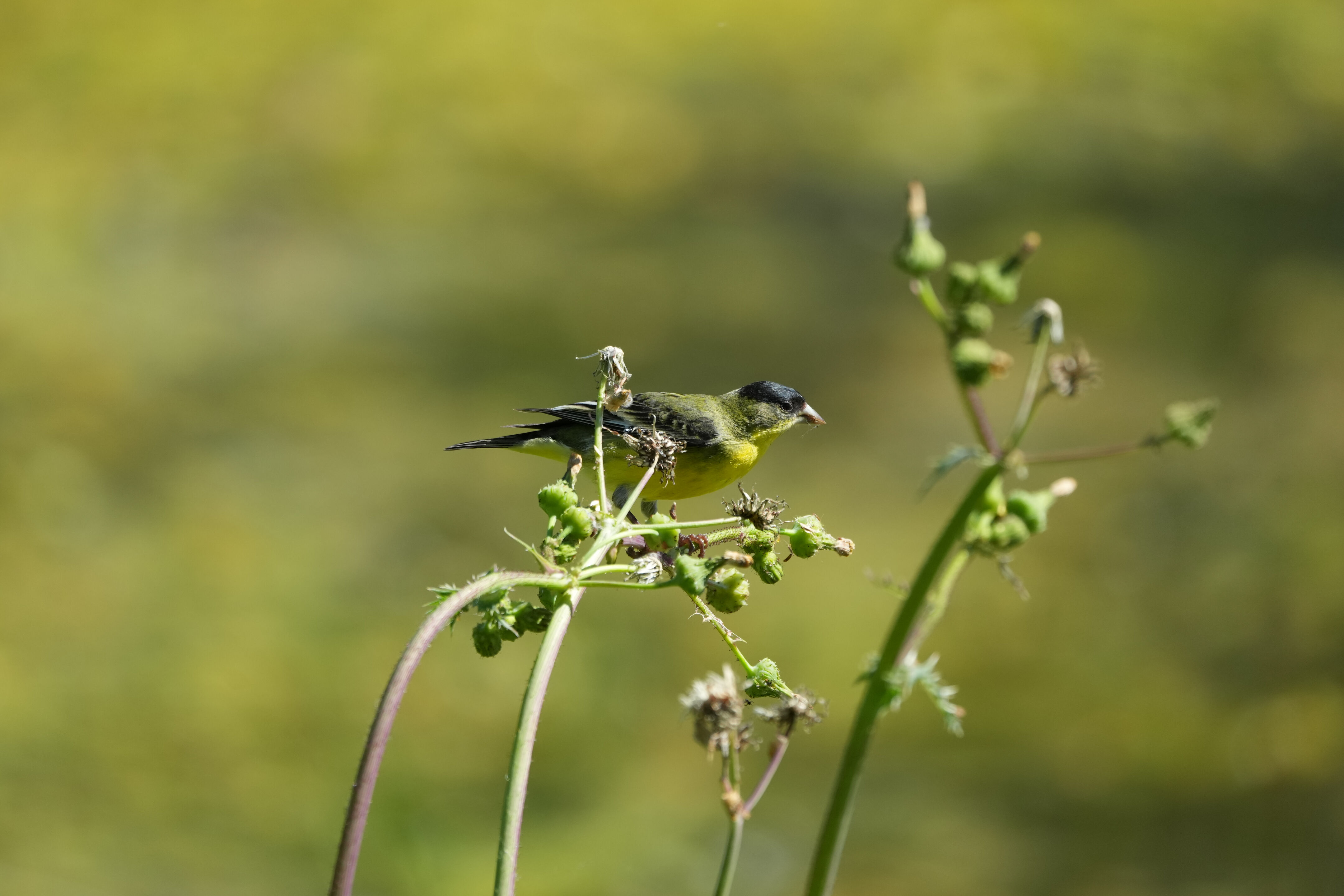 Contra Costa Canal Regional Trail