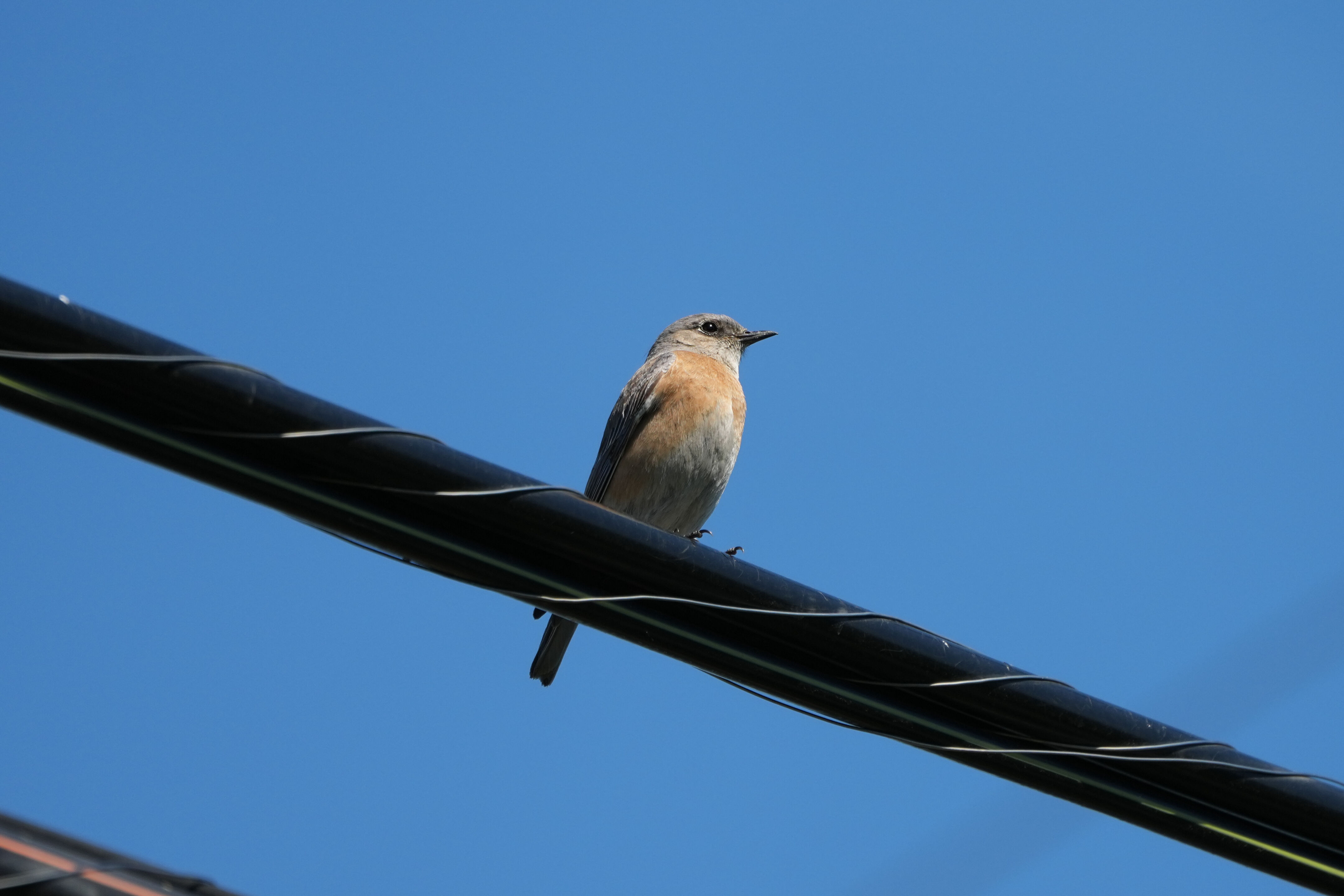 Contra Costa Canal Regional Trail