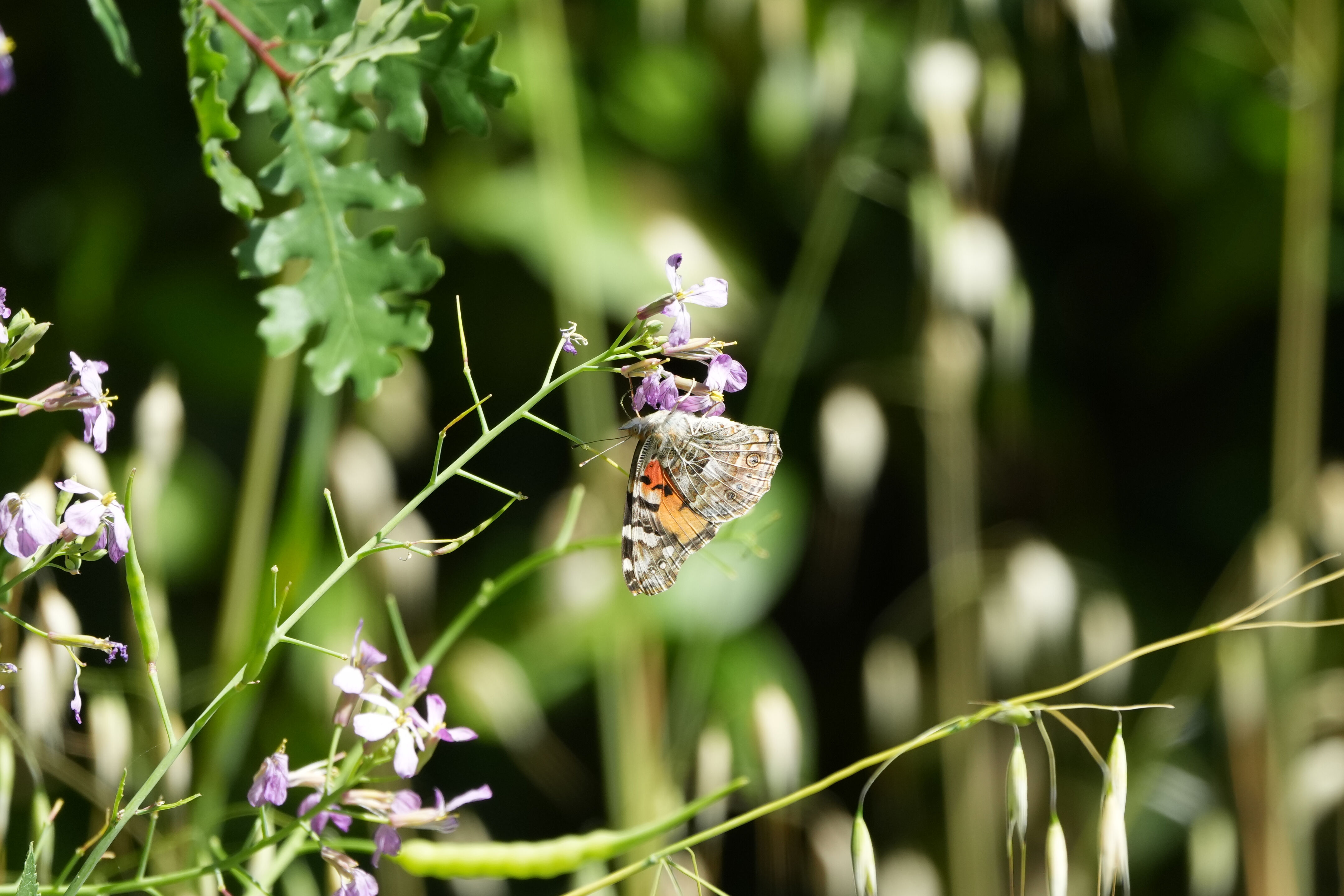 Contra Costa Canal Regional Trail
