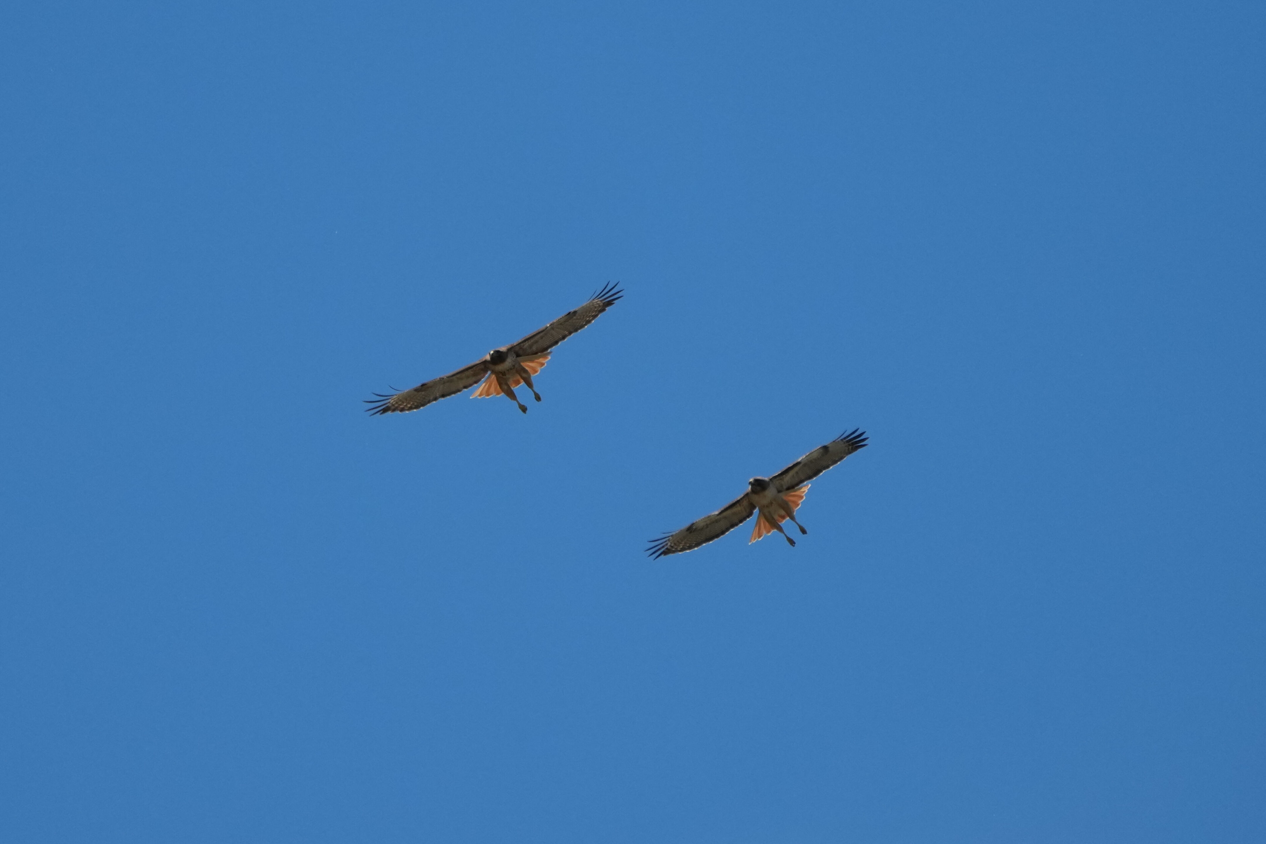 Contra Costa Canal Regional Trail