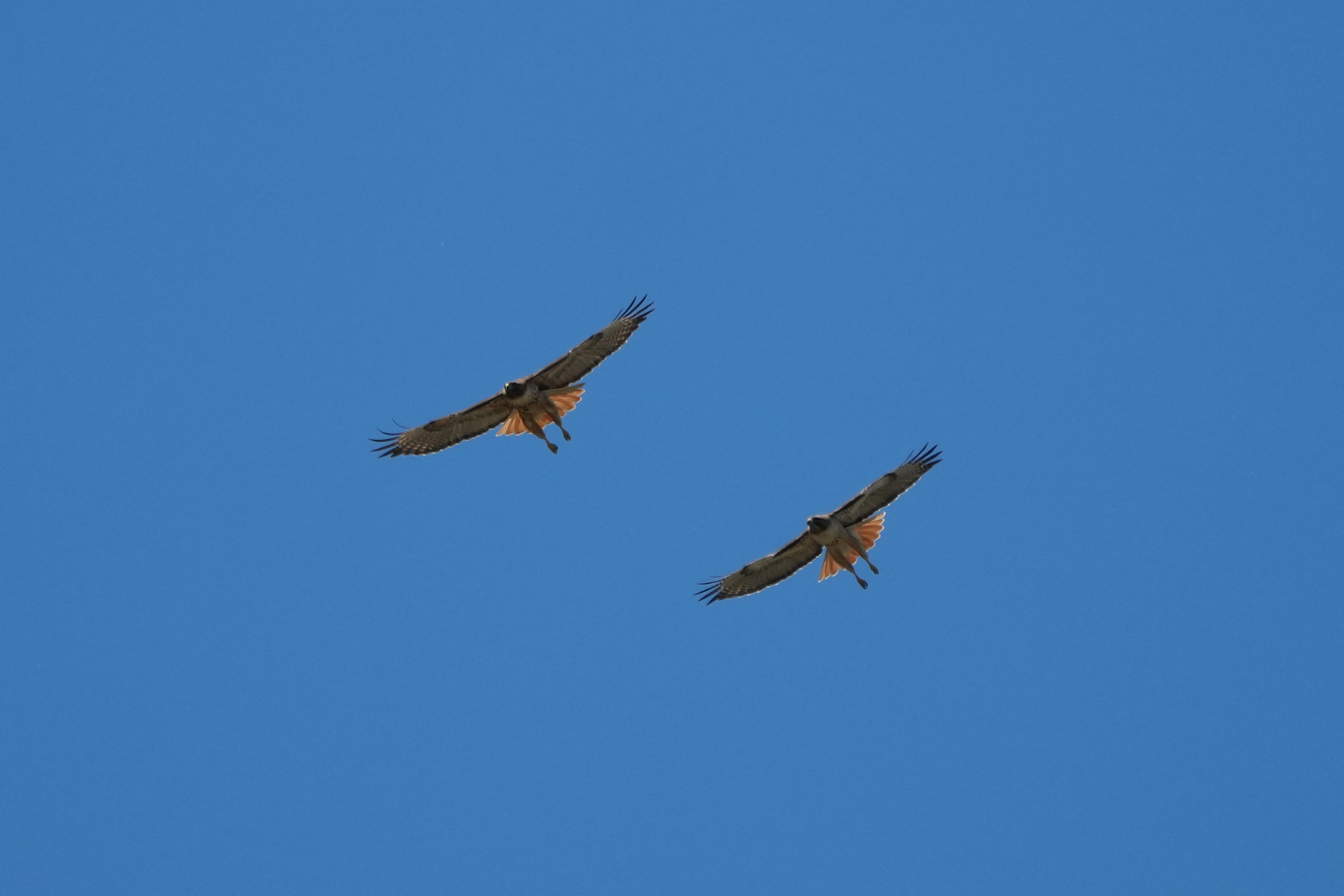Contra Costa Canal Regional Trail