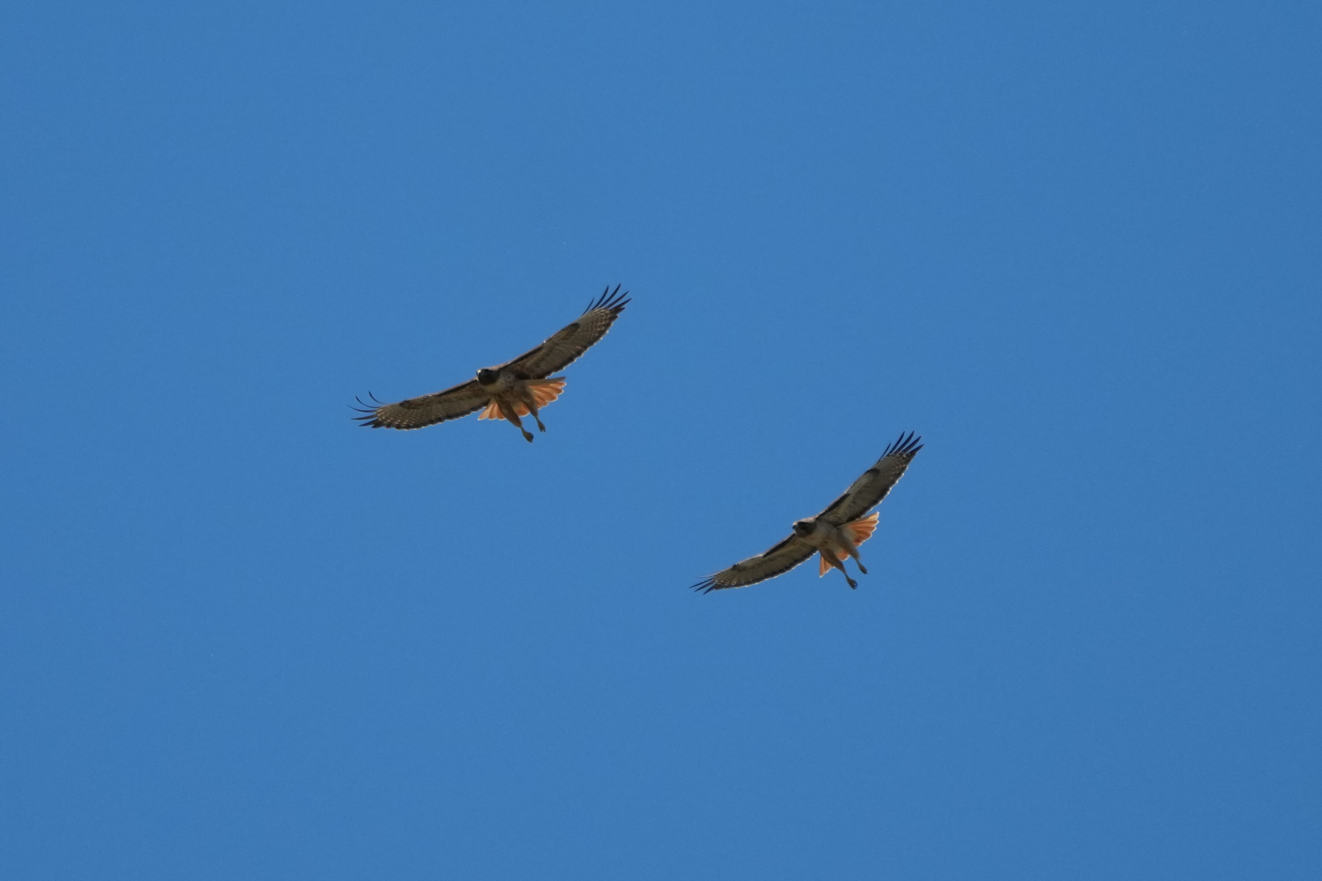 Contra Costa Canal Regional Trail