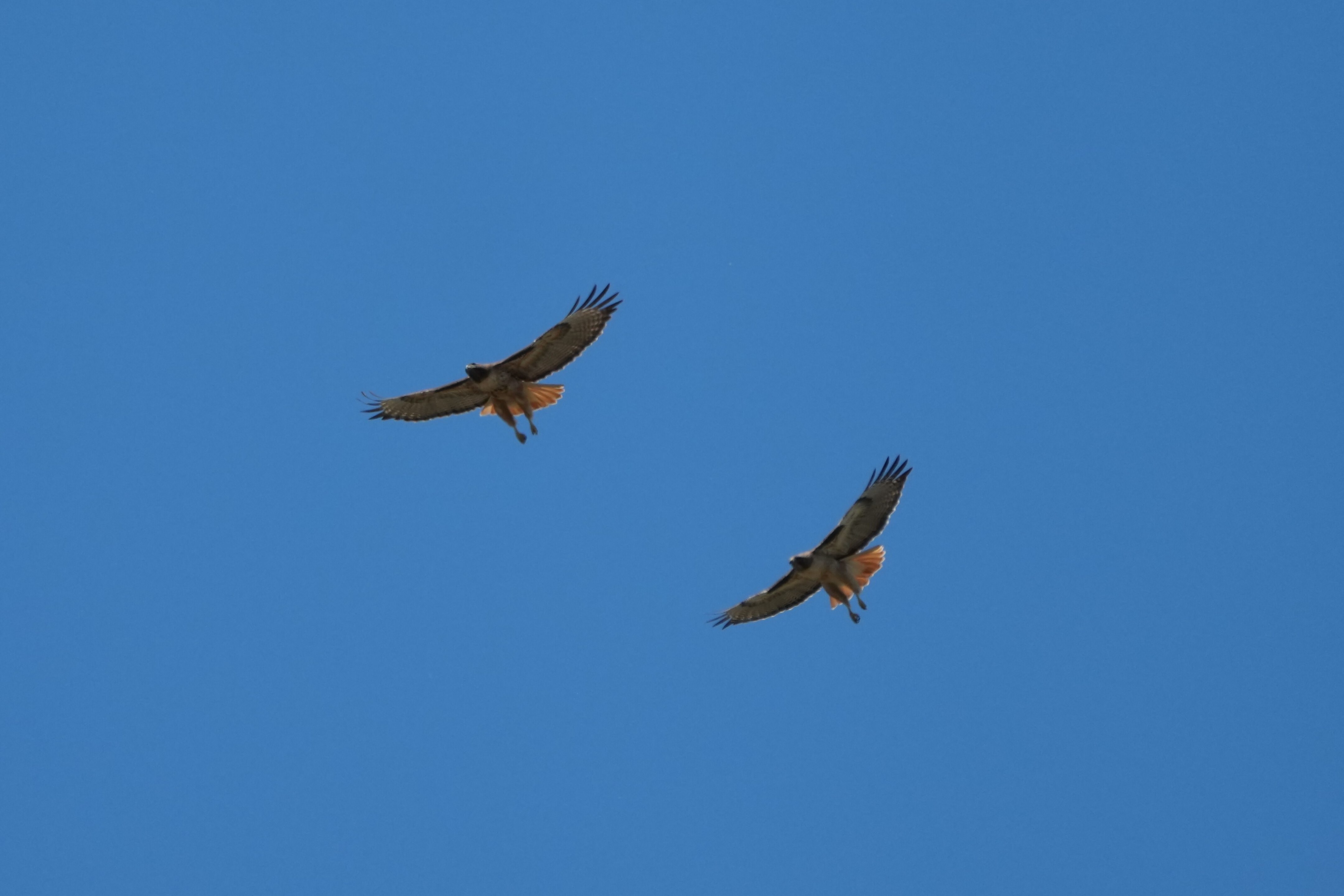 Contra Costa Canal Regional Trail