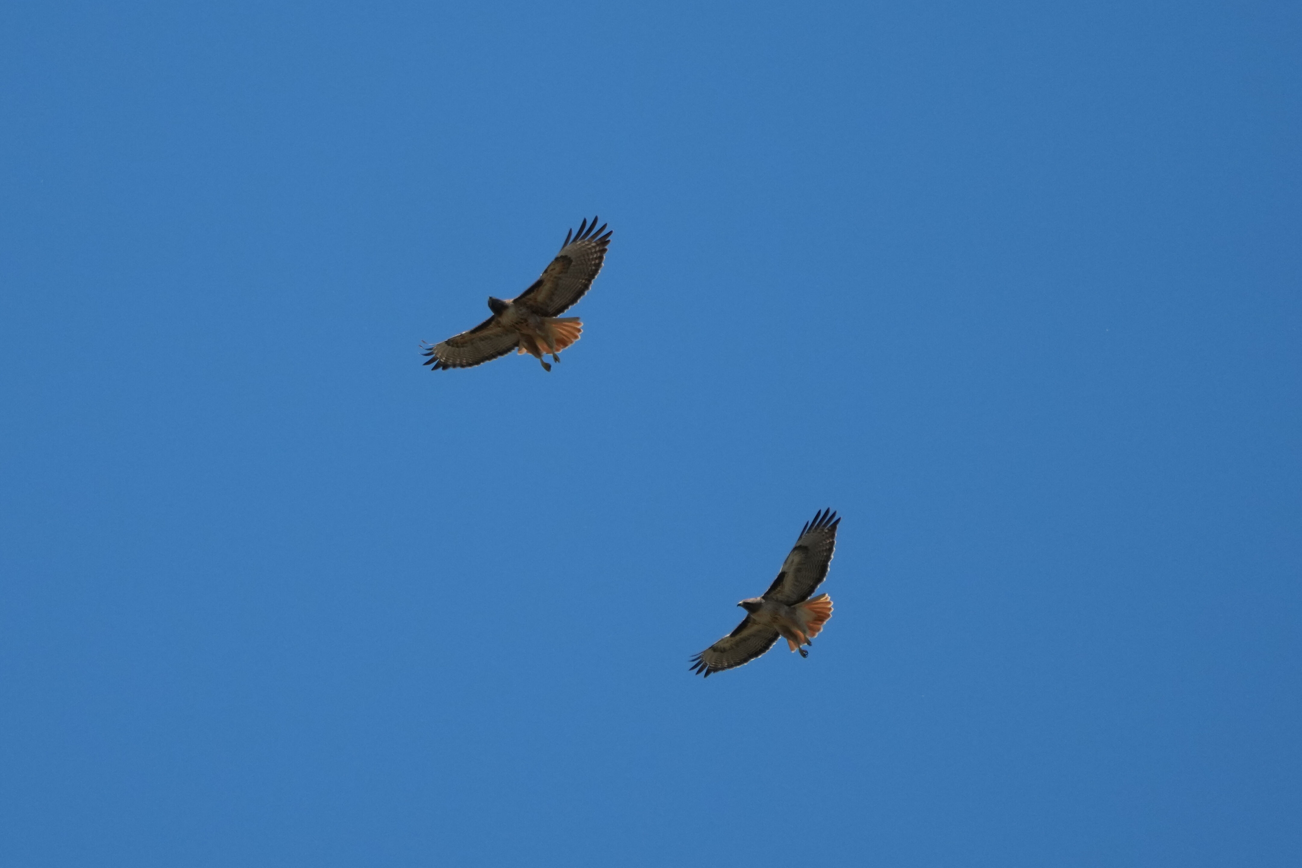 Contra Costa Canal Regional Trail