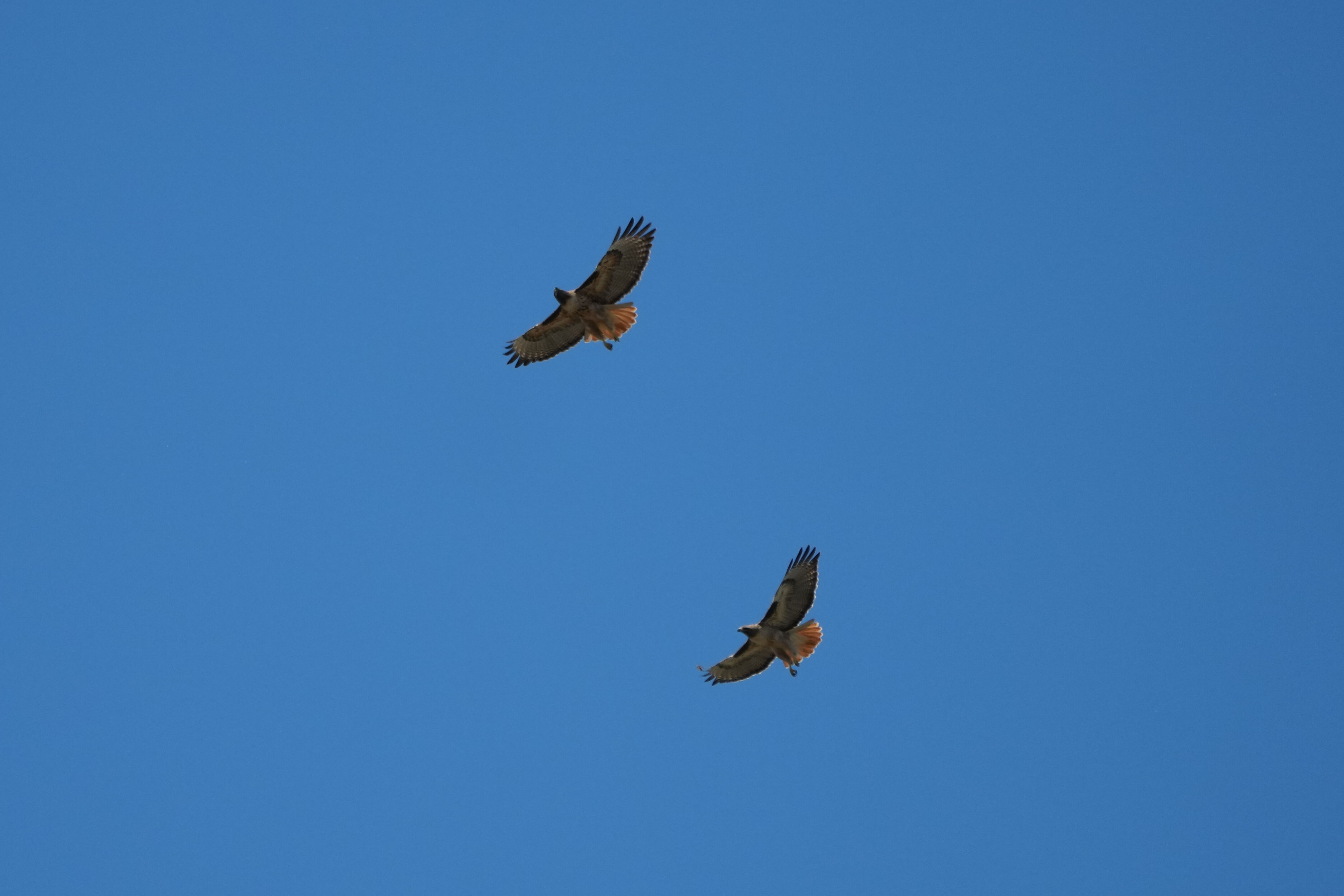 Contra Costa Canal Regional Trail