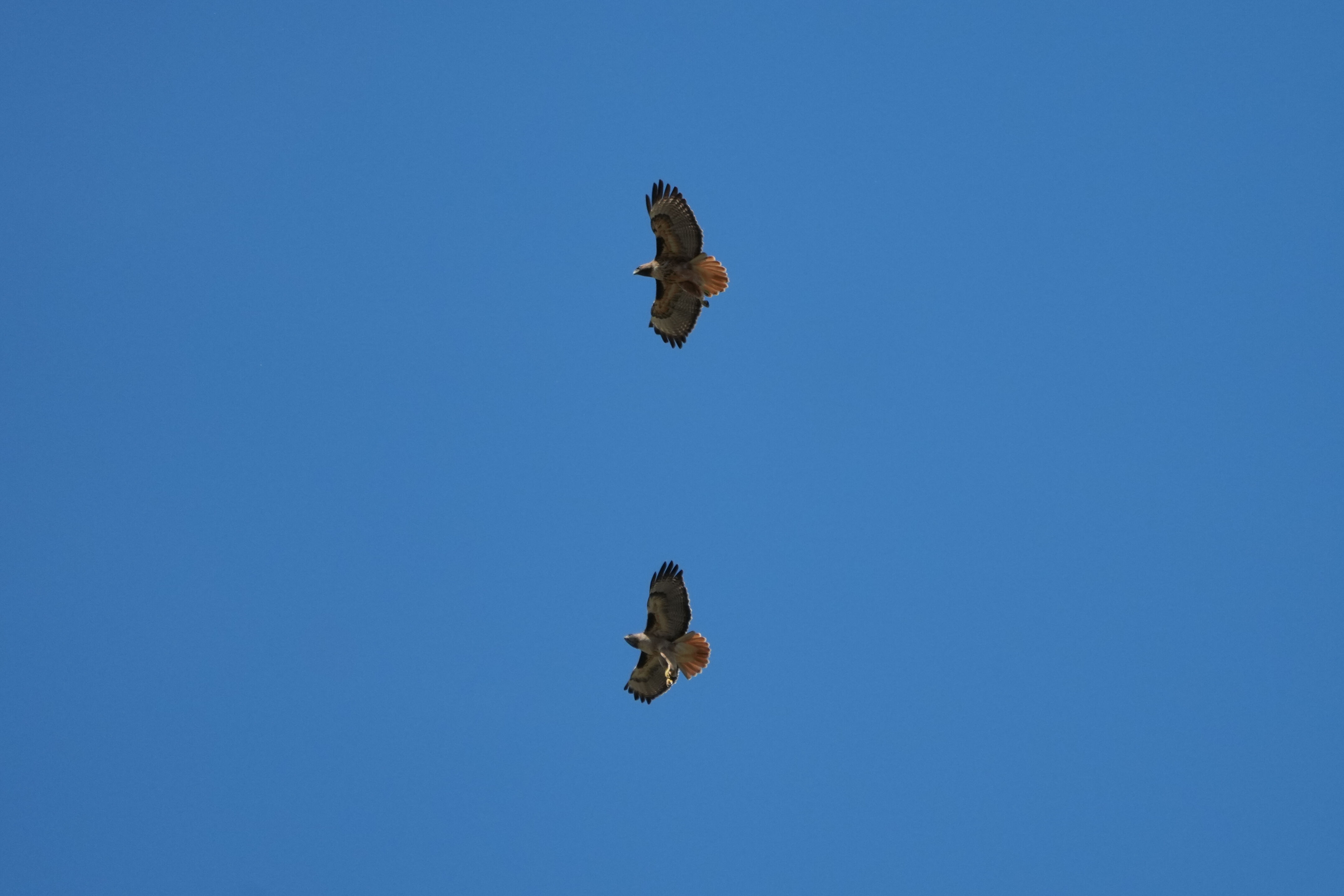 Contra Costa Canal Regional Trail
