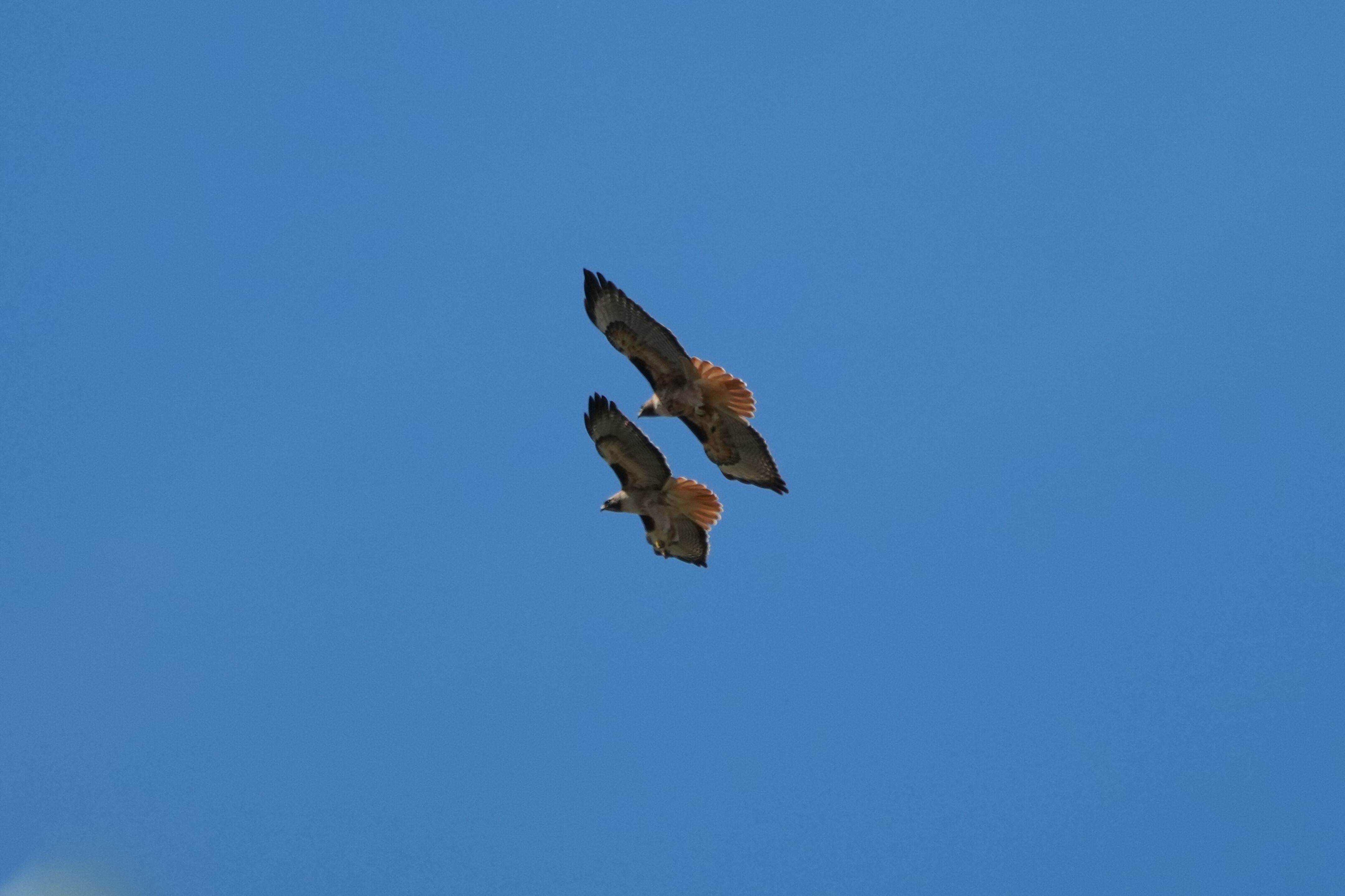 Contra Costa Canal Regional Trail
