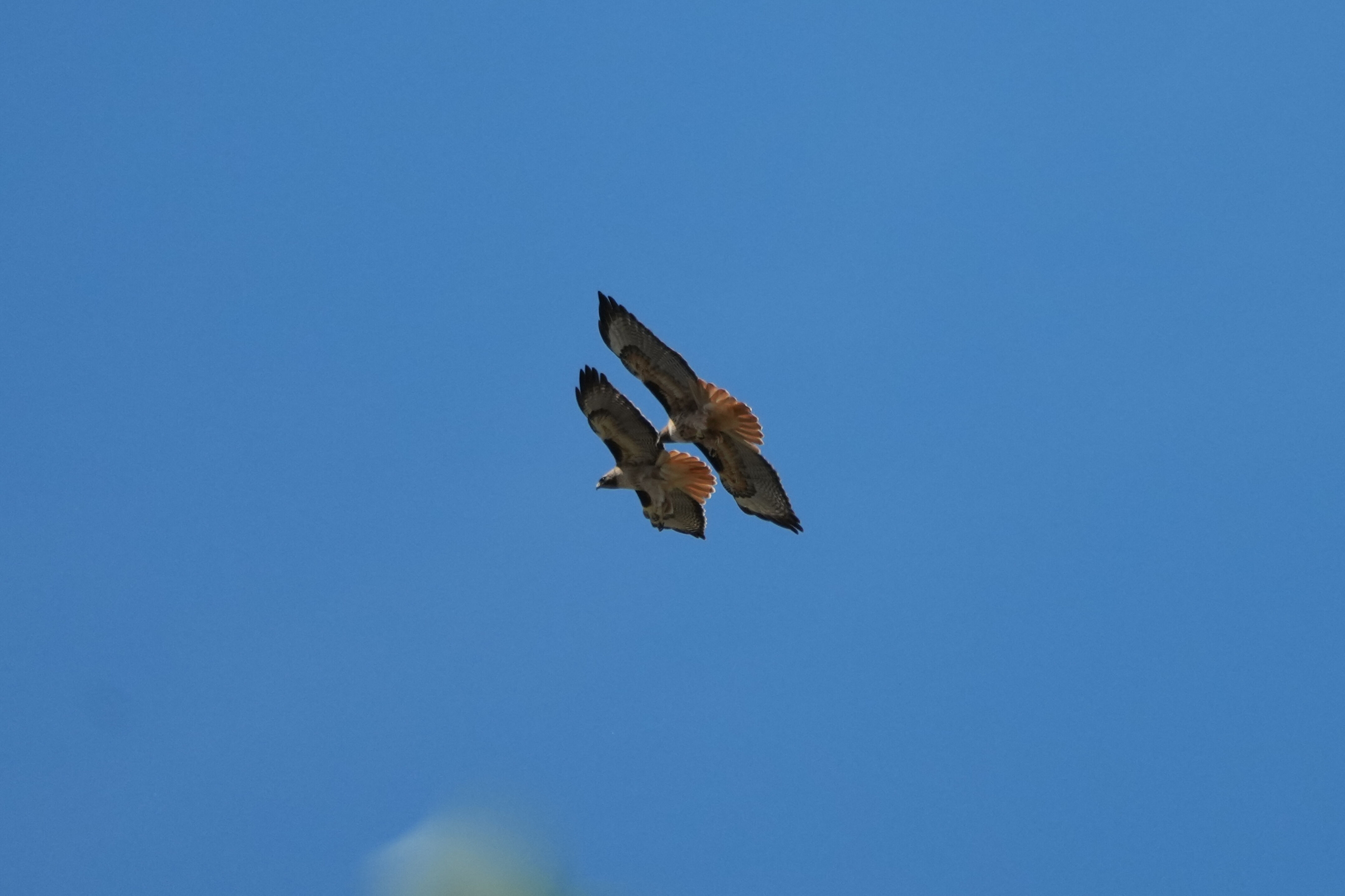 Contra Costa Canal Regional Trail