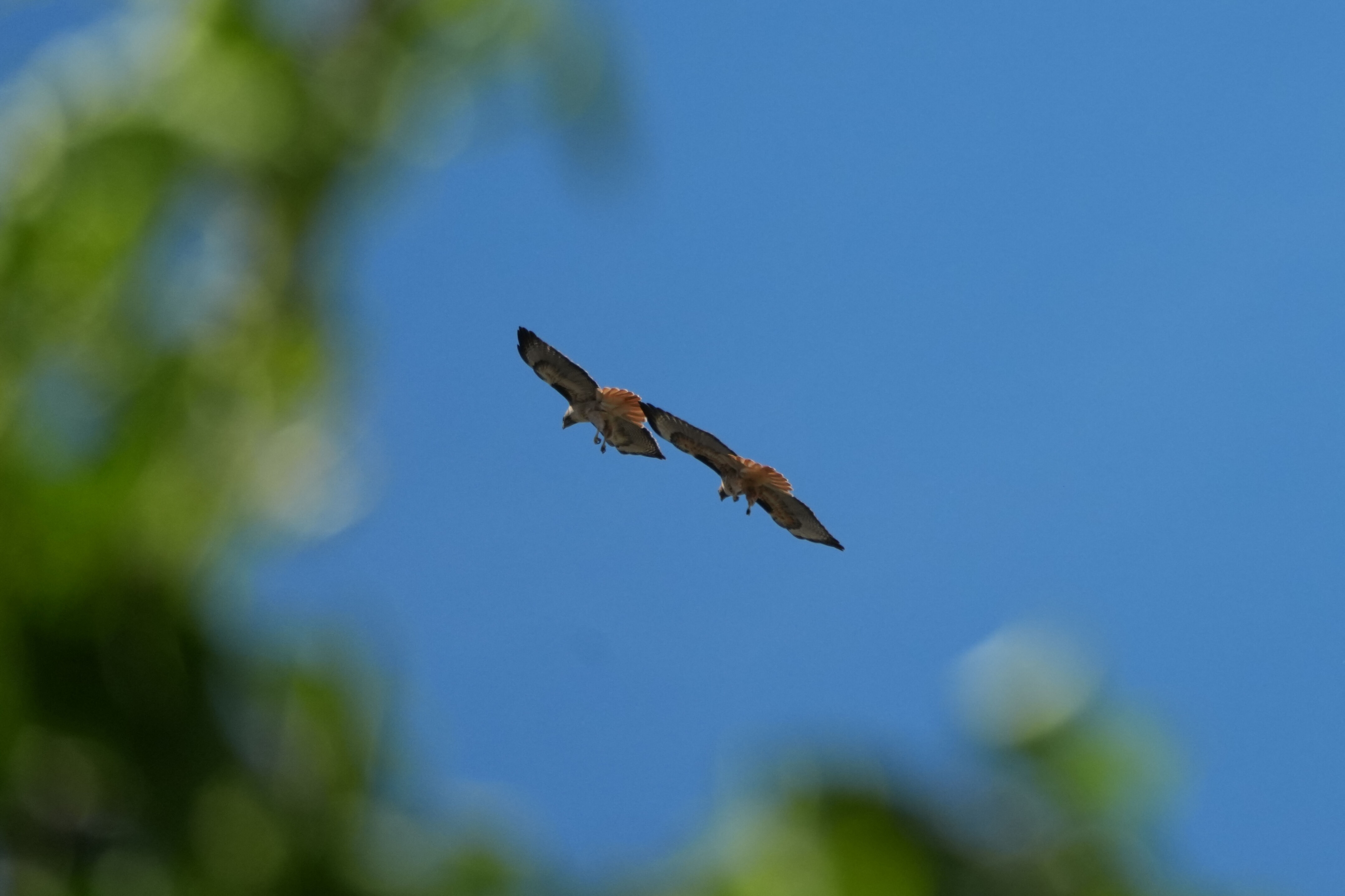Contra Costa Canal Regional Trail