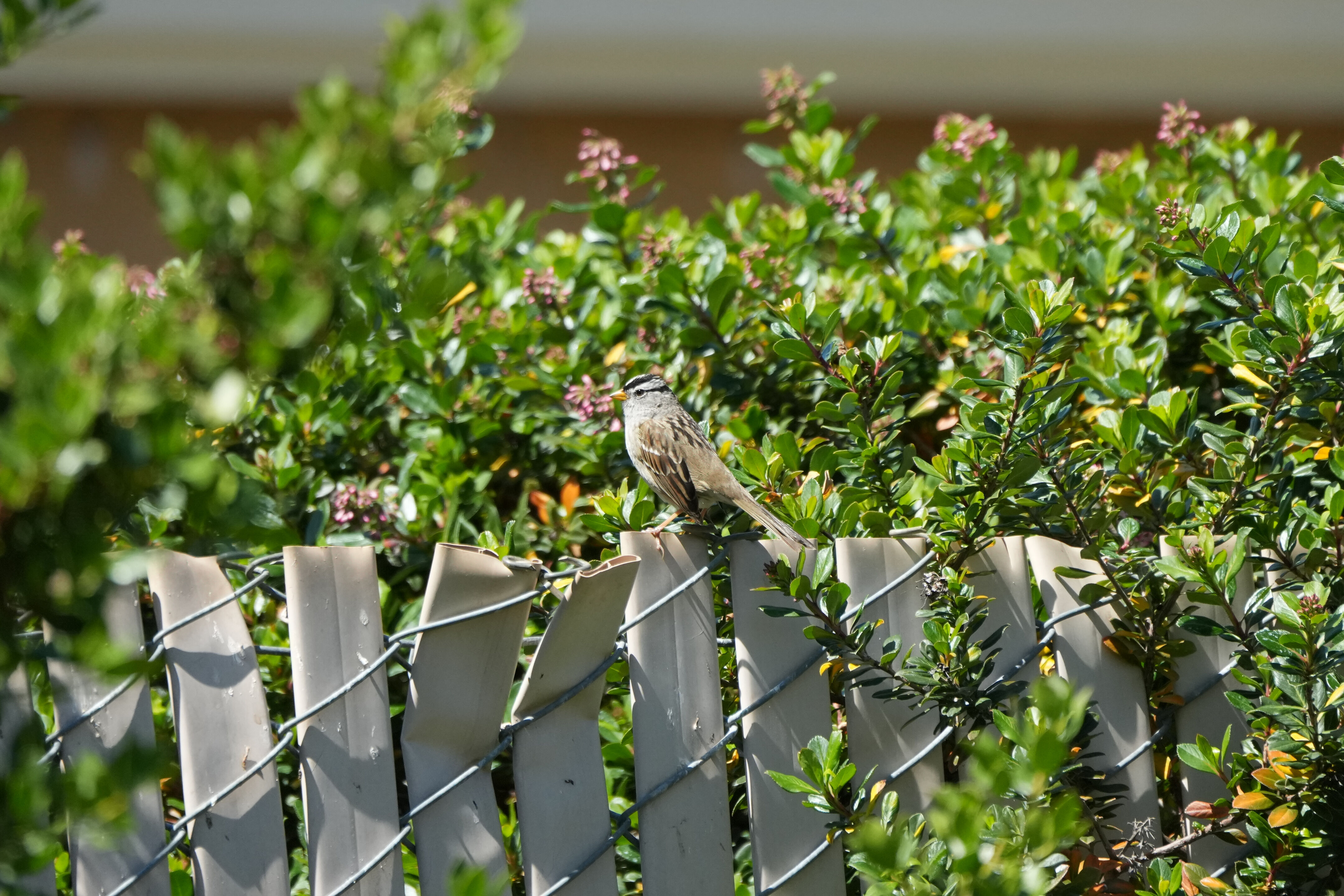 Contra Costa Canal Regional Trail