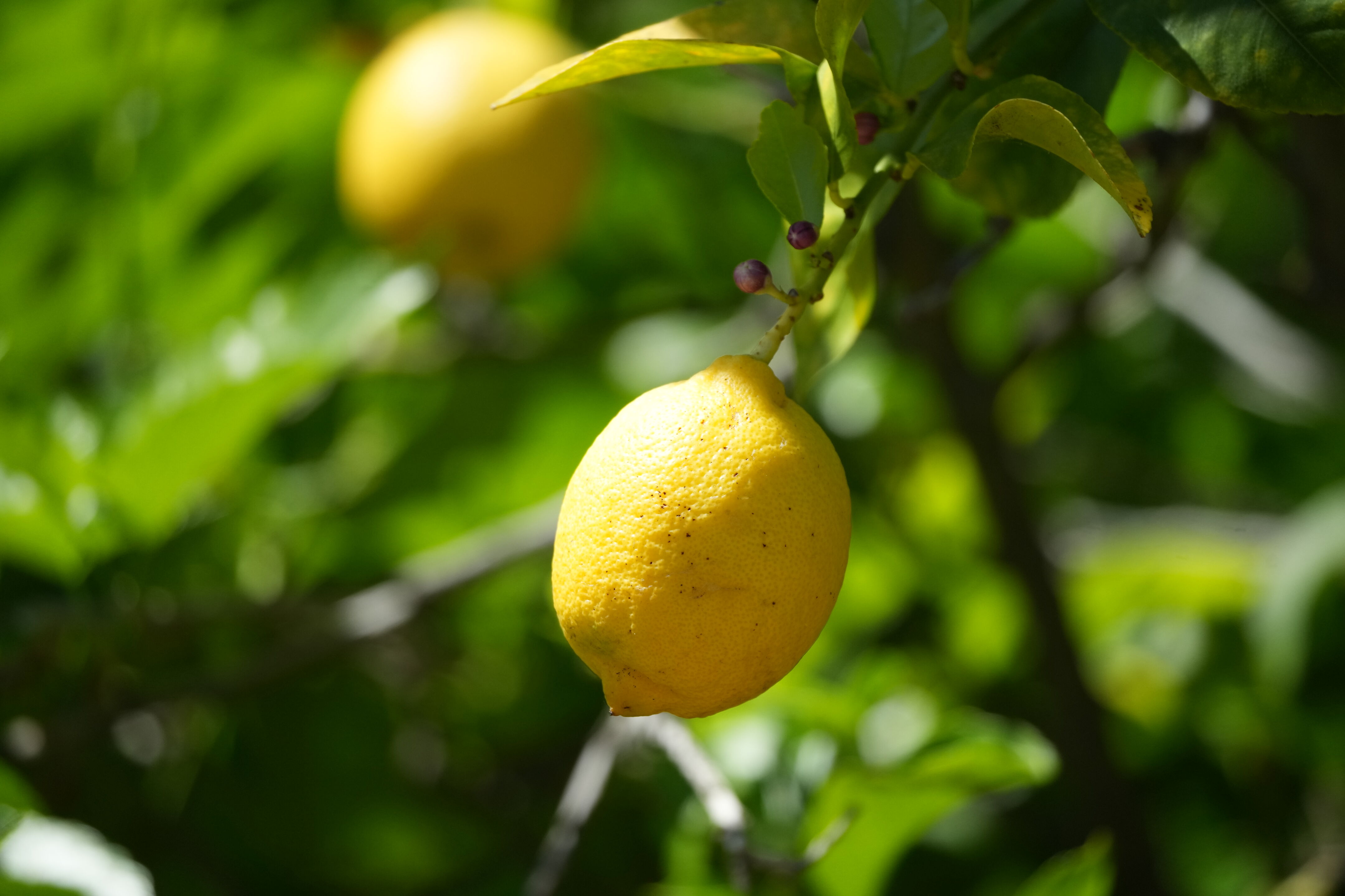 Contra Costa Canal Regional Trail