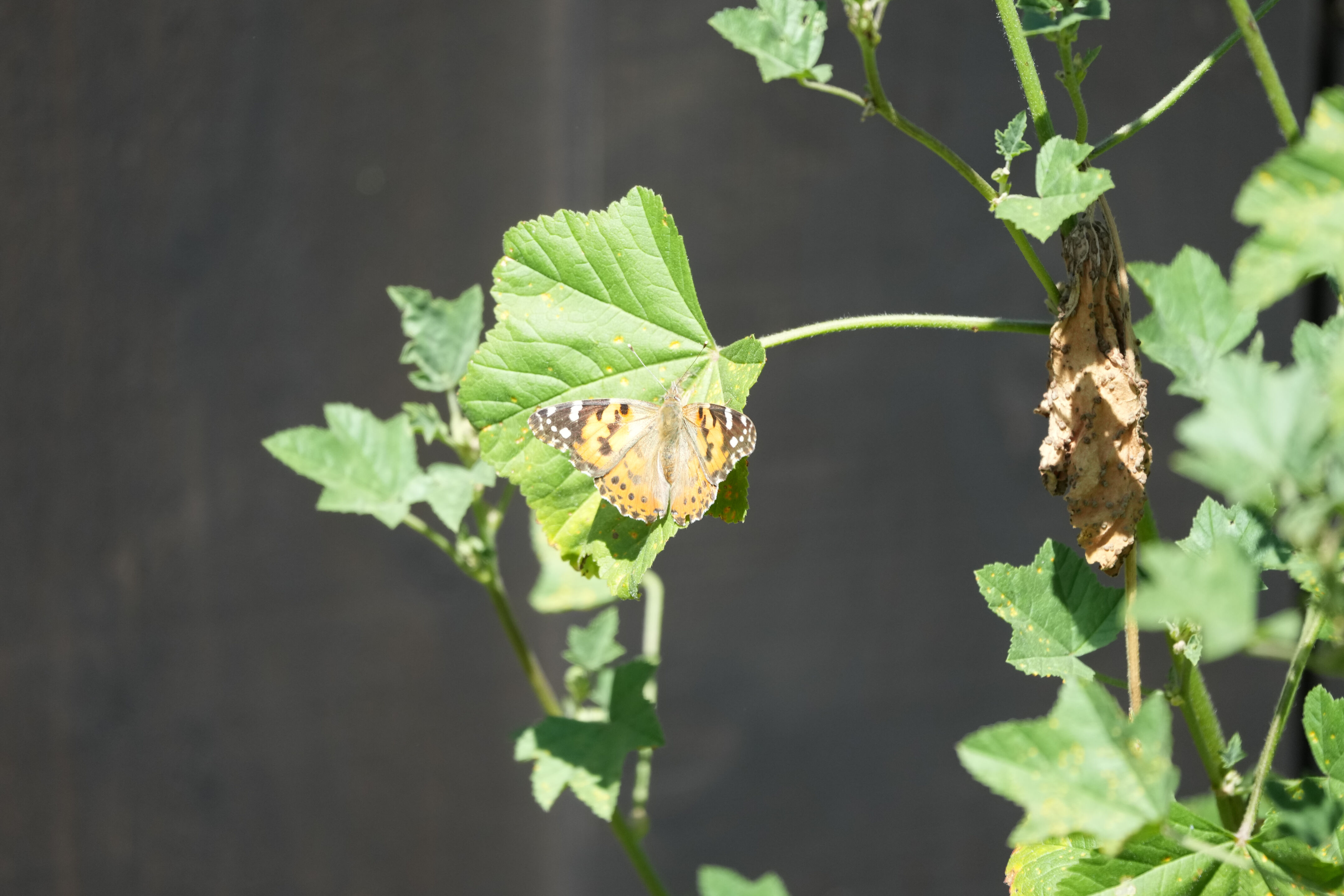 Contra Costa Canal Regional Trail