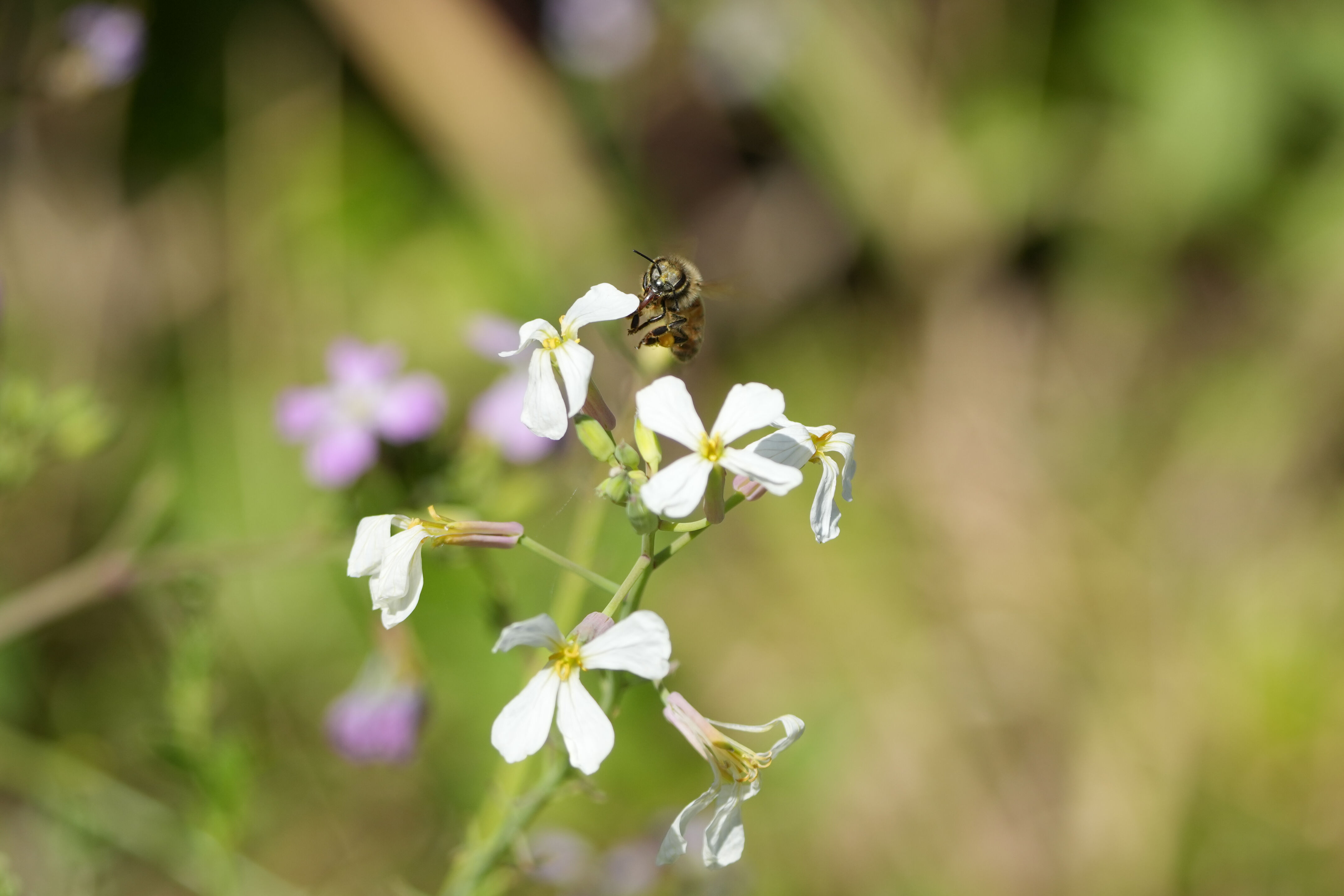 Contra Costa Canal Regional Trail