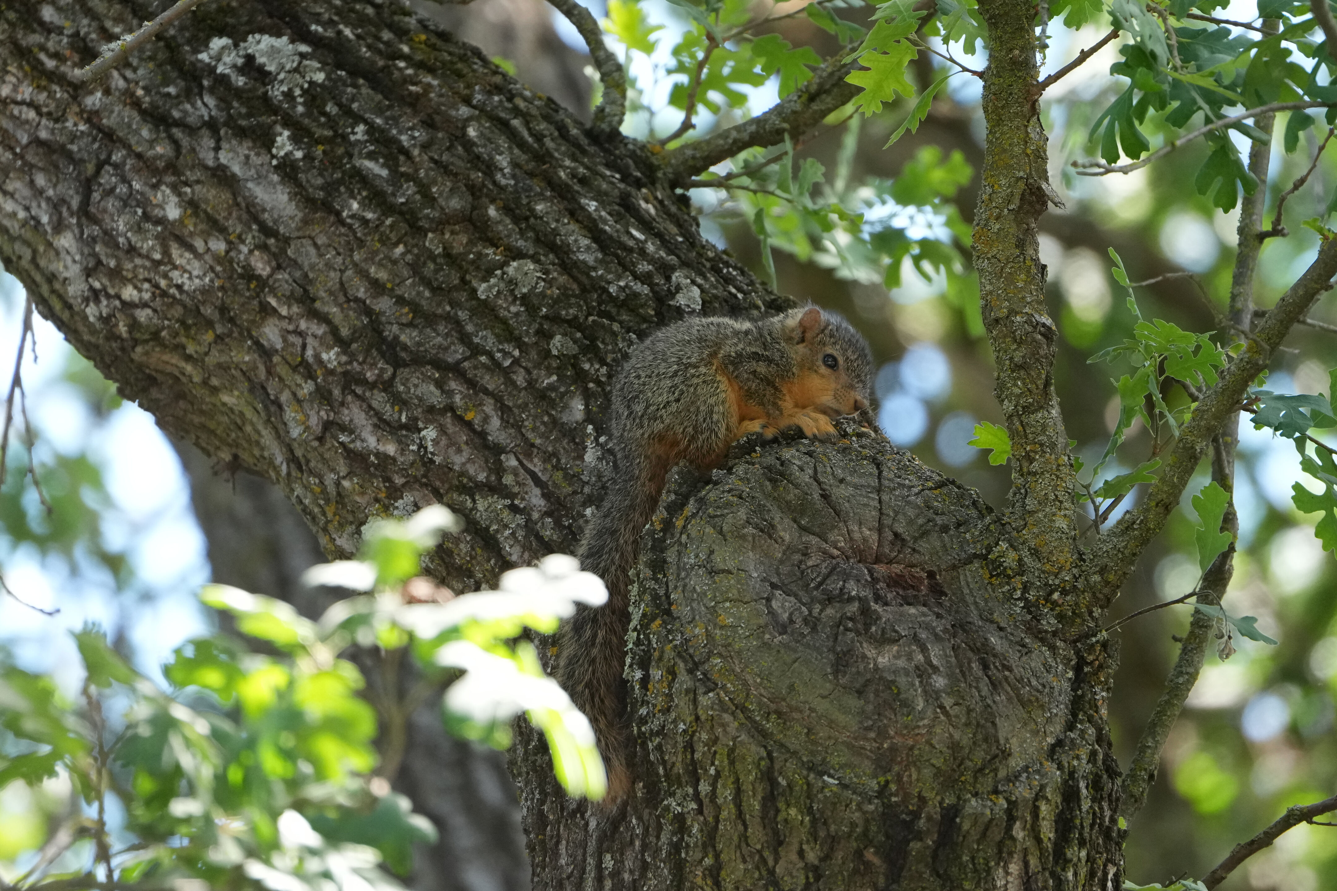 Contra Costa Canal Regional Trail