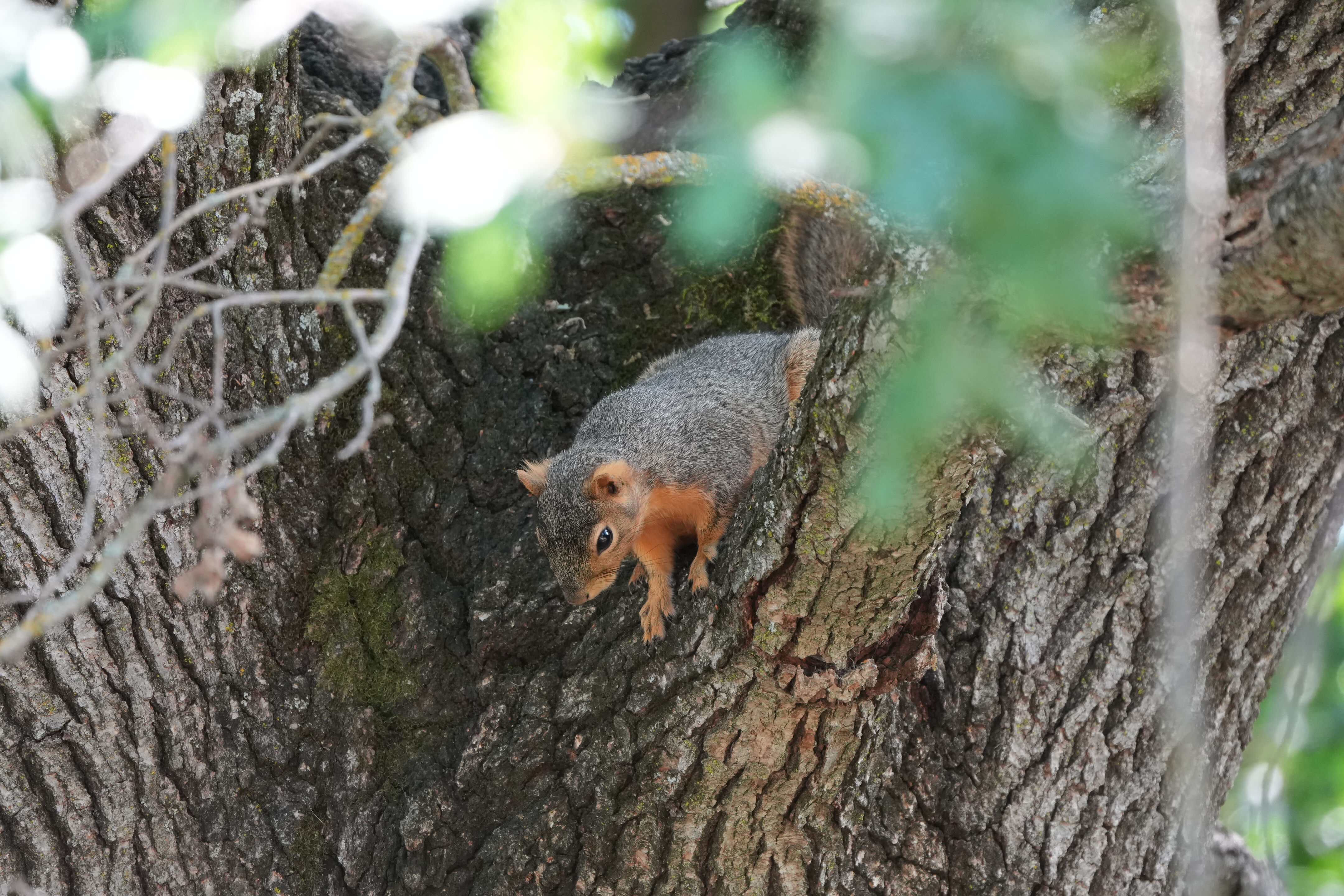 Contra Costa Canal Regional Trail