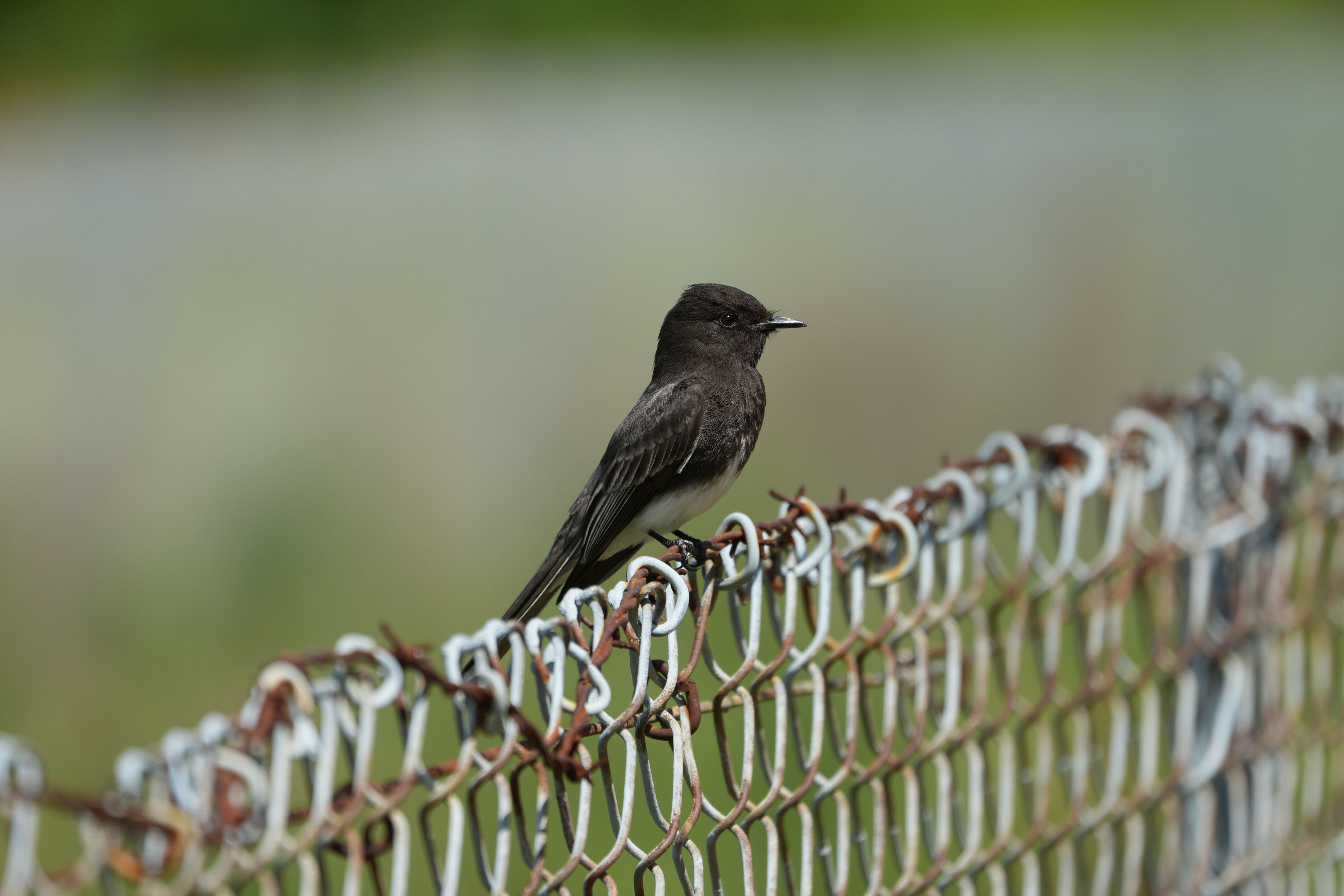 Contra Costa Canal Regional Trail