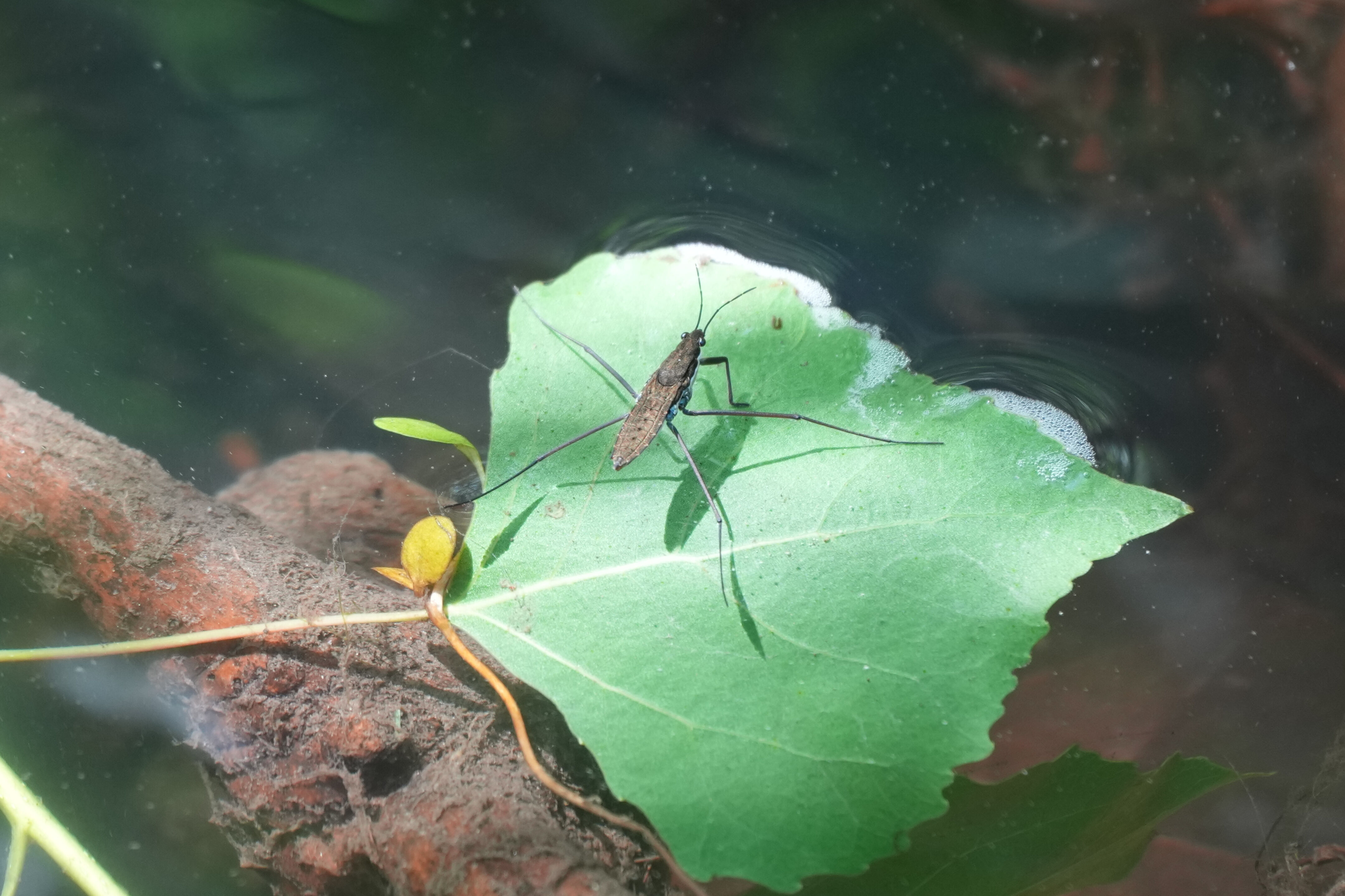 Contra Costa Canal Regional Trail