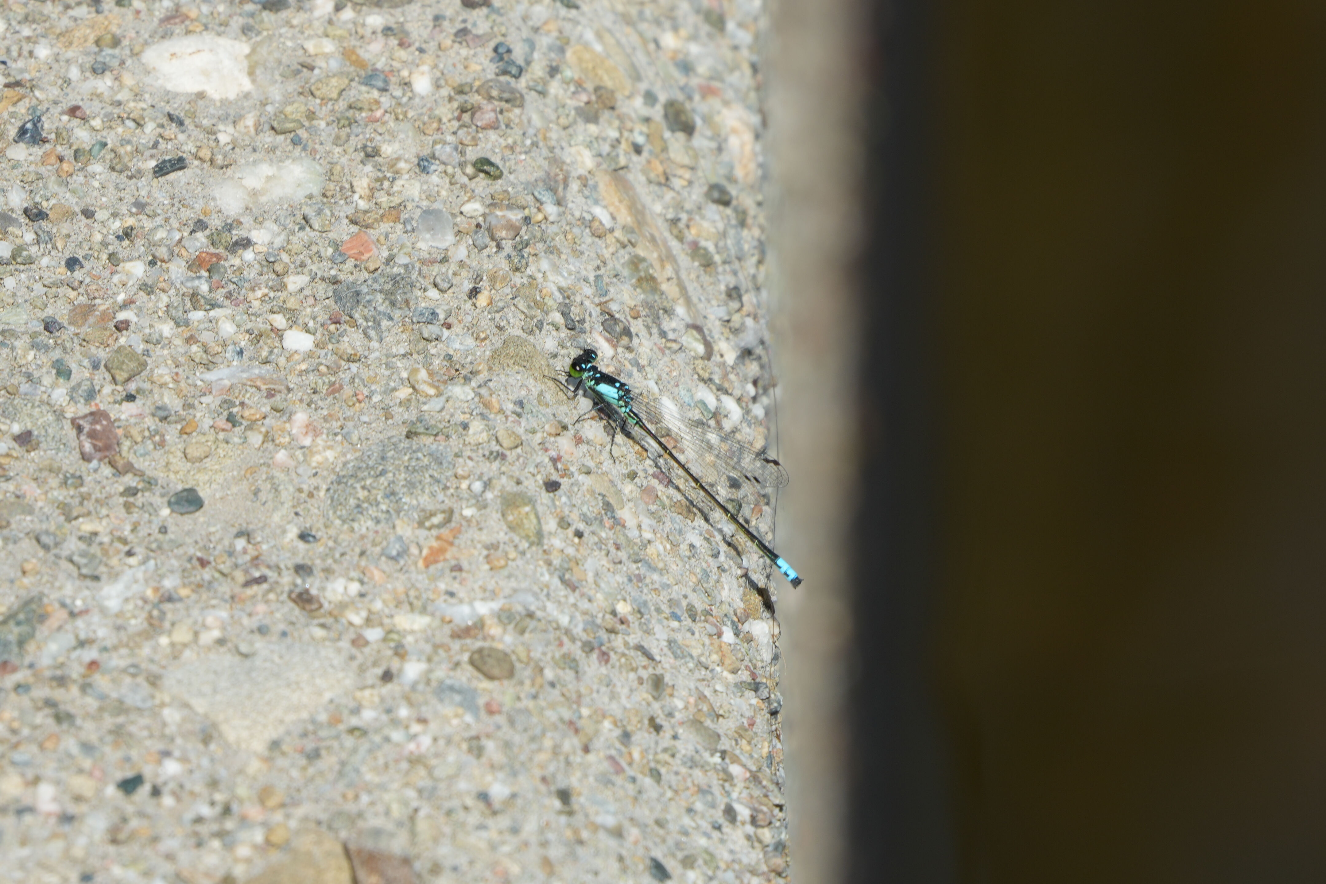 Contra Costa Canal Regional Trail