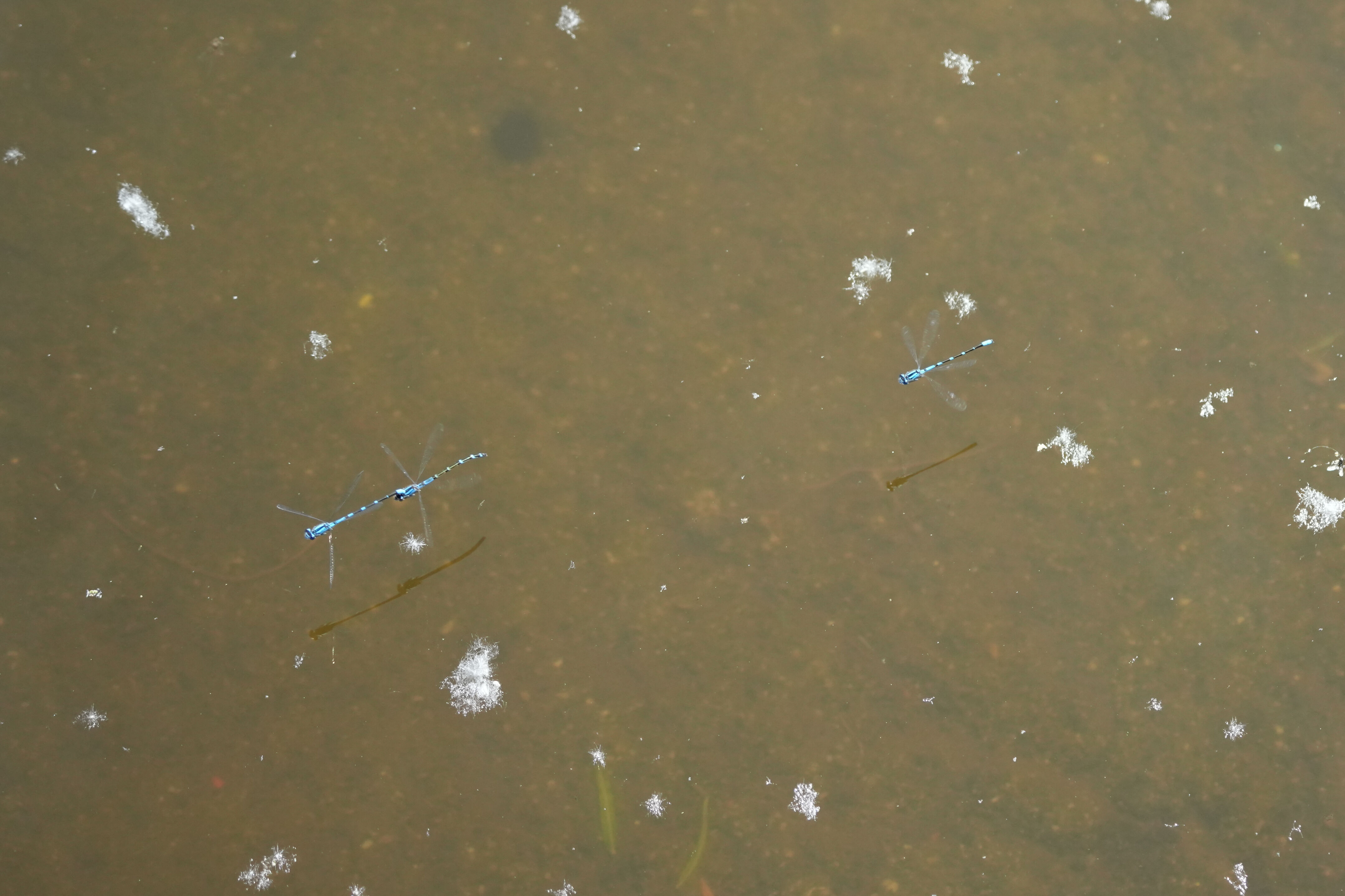 Contra Costa Canal Regional Trail