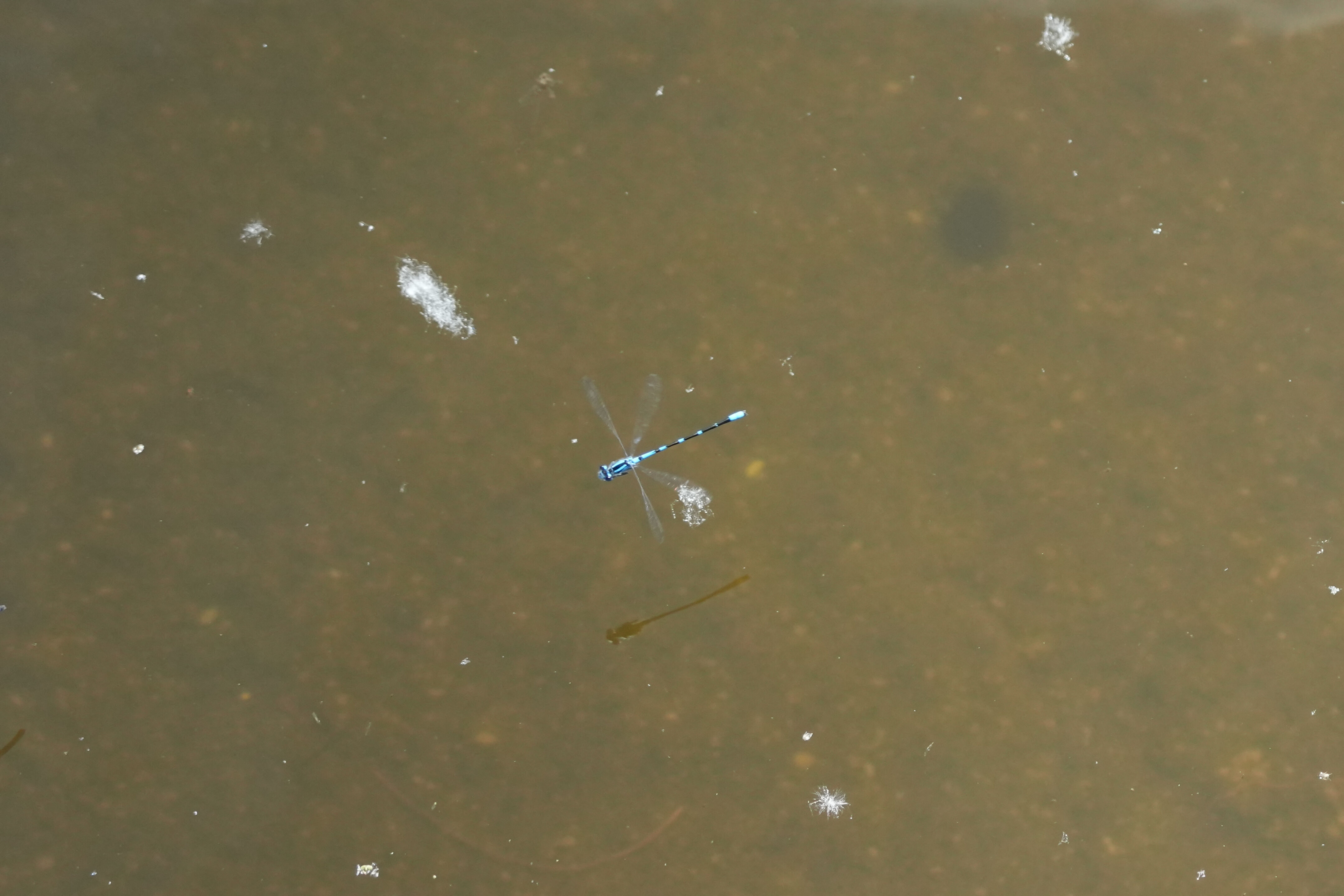 Contra Costa Canal Regional Trail