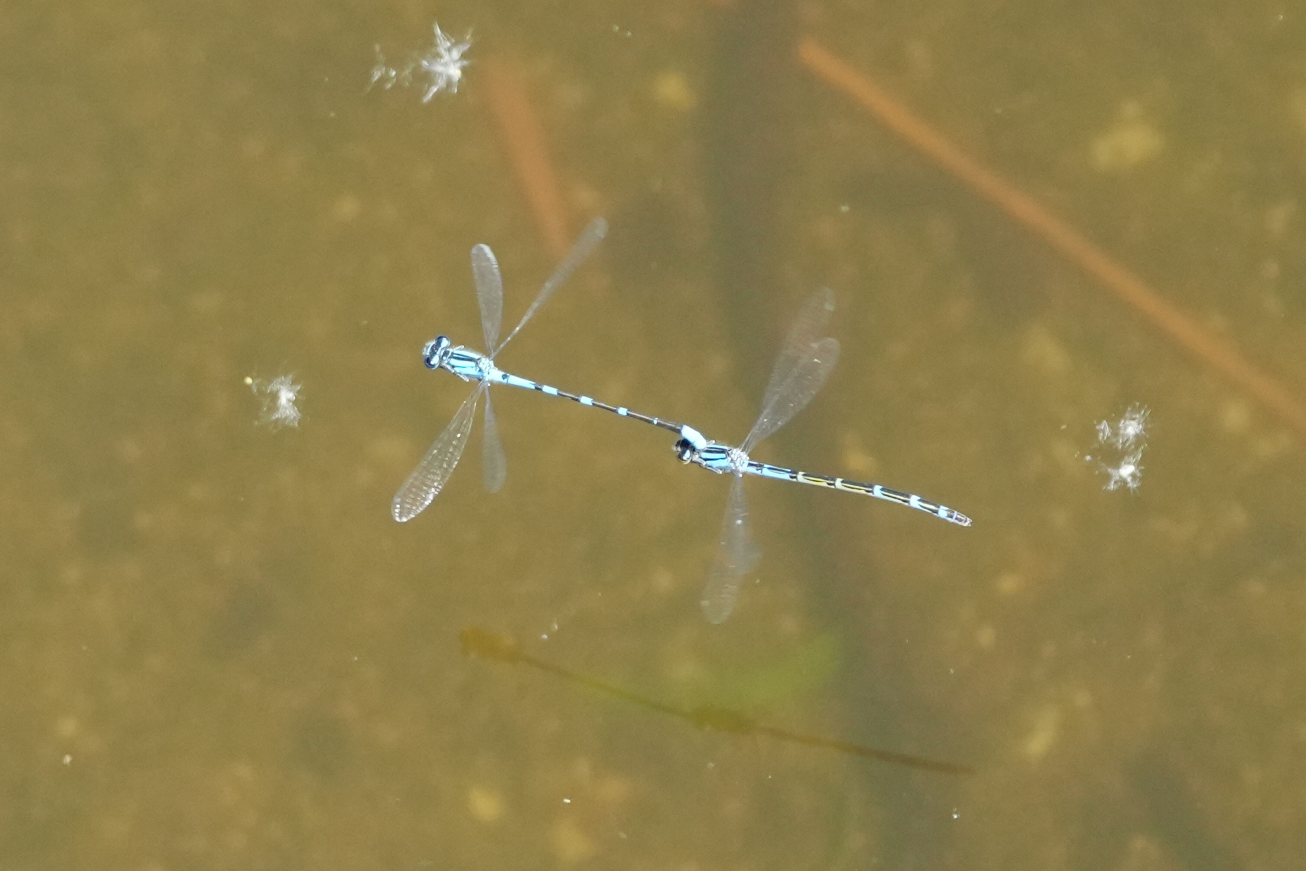 Contra Costa Canal Regional Trail
