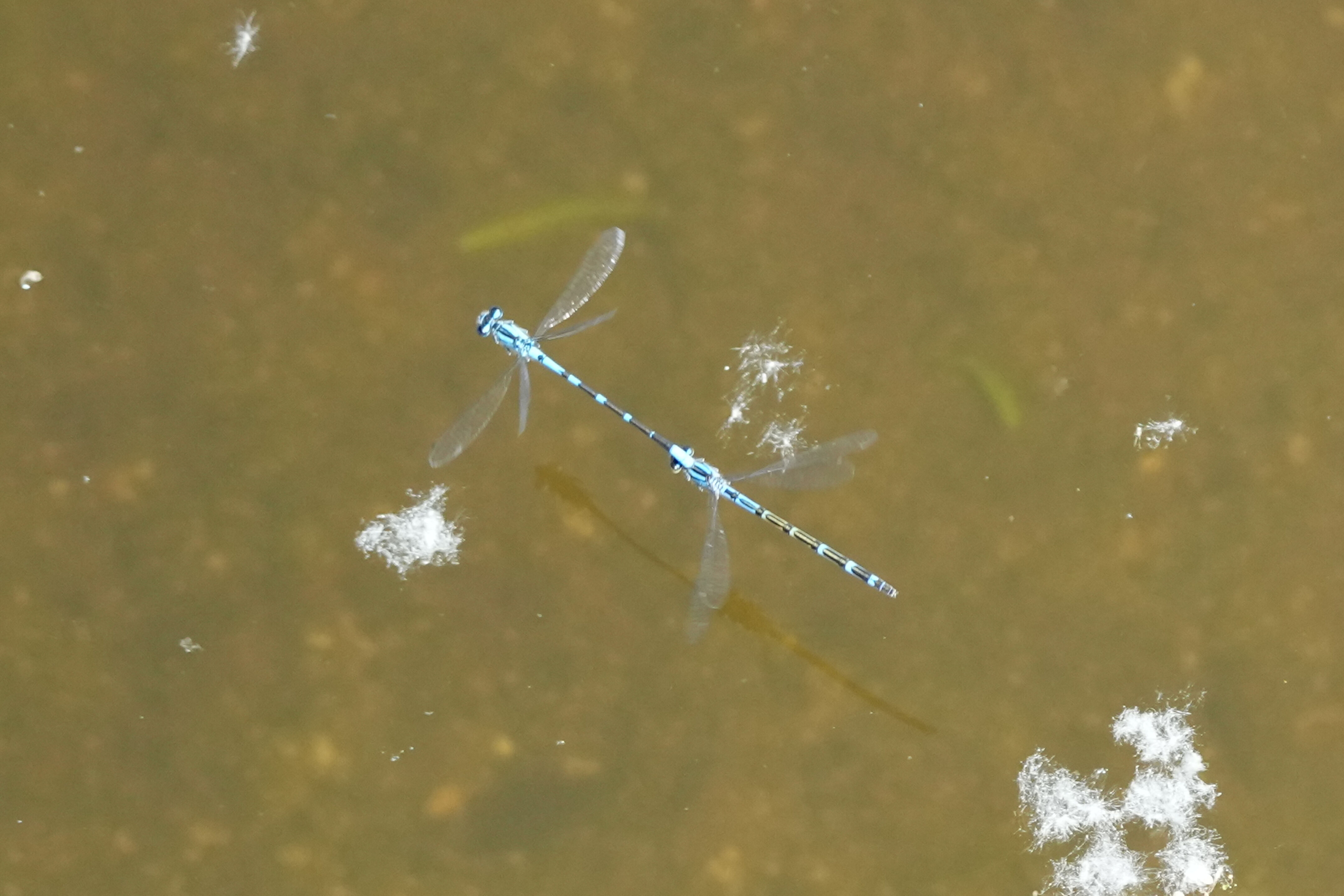 Contra Costa Canal Regional Trail