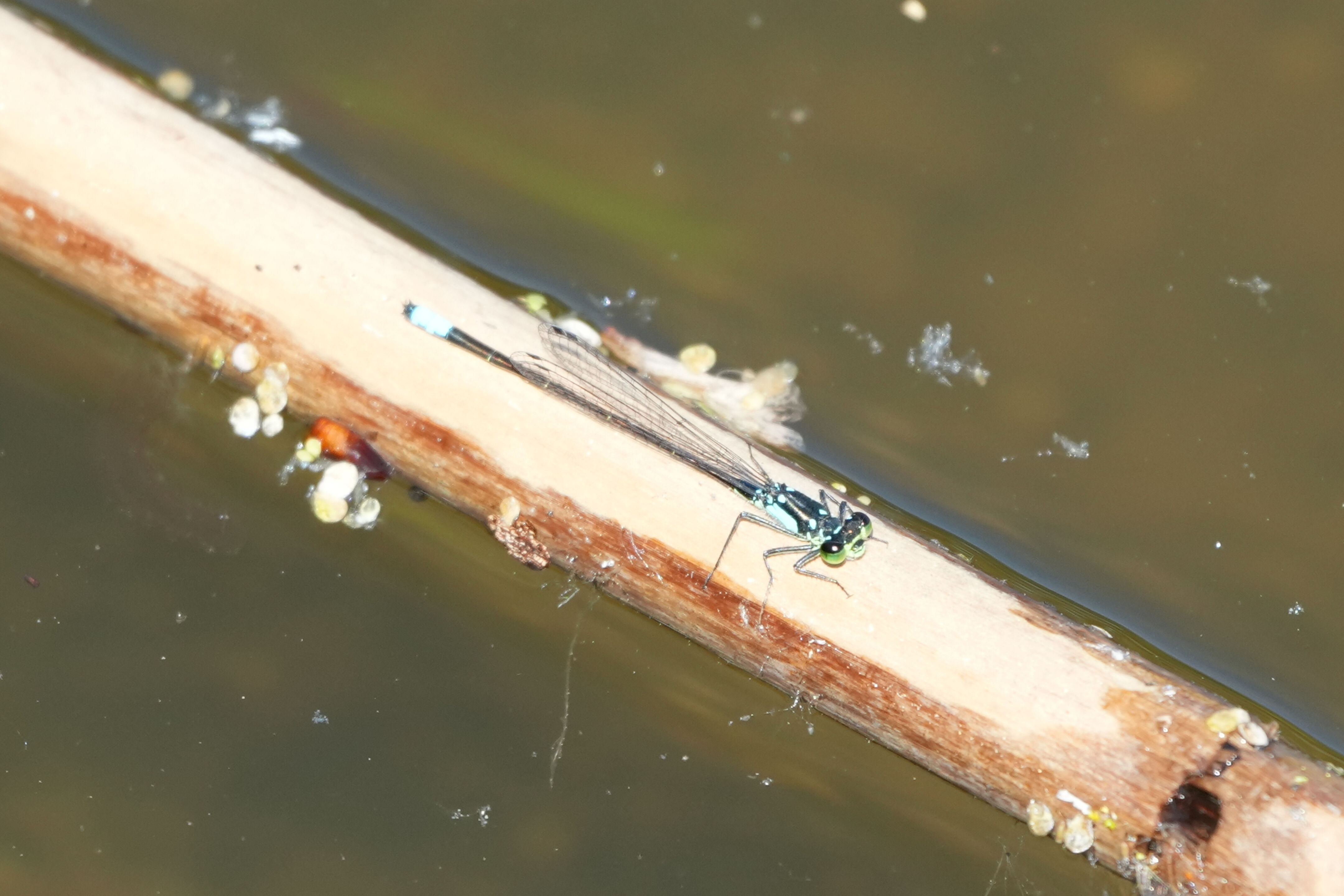 Contra Costa Canal Regional Trail