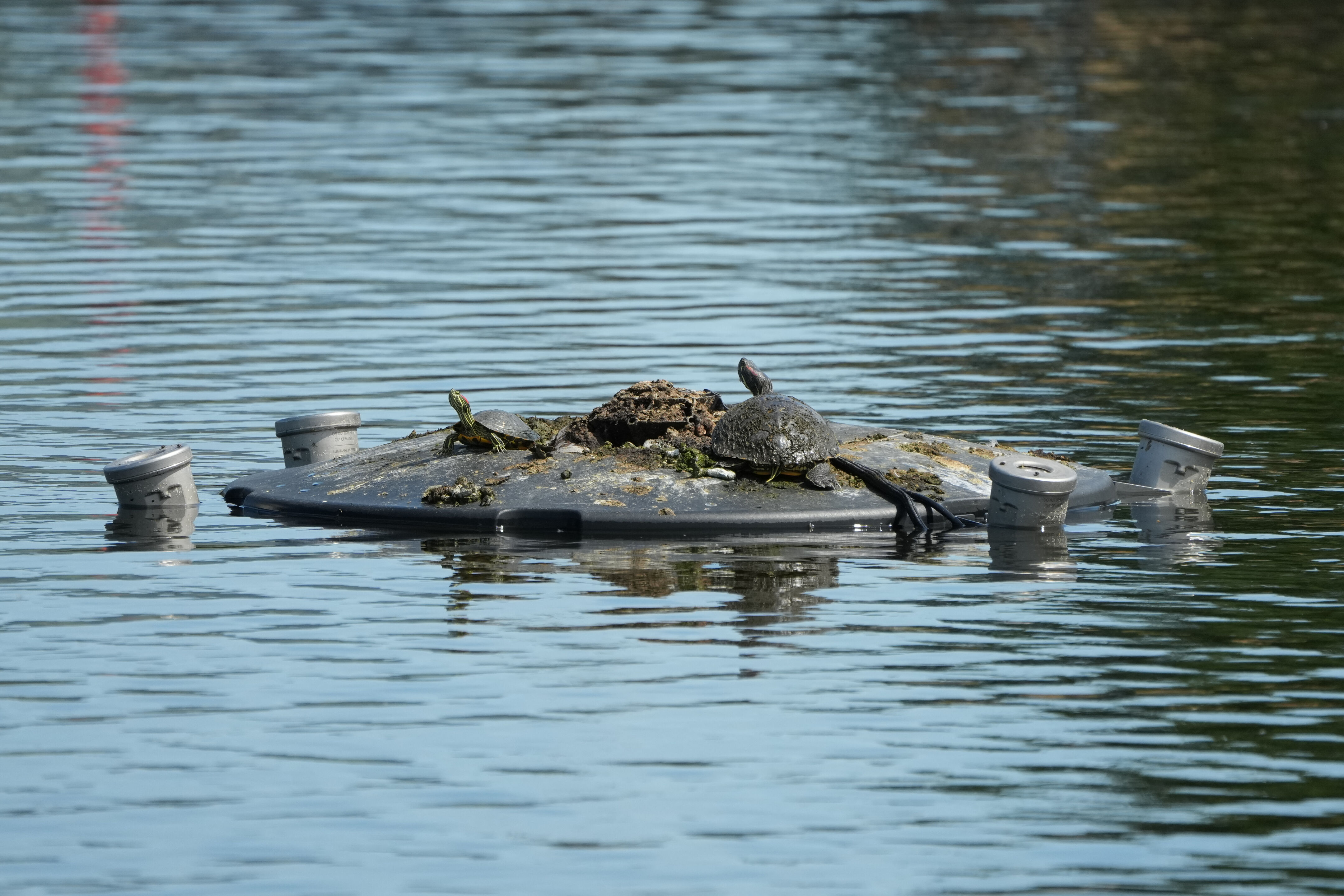 Contra Costa Canal Regional Trail