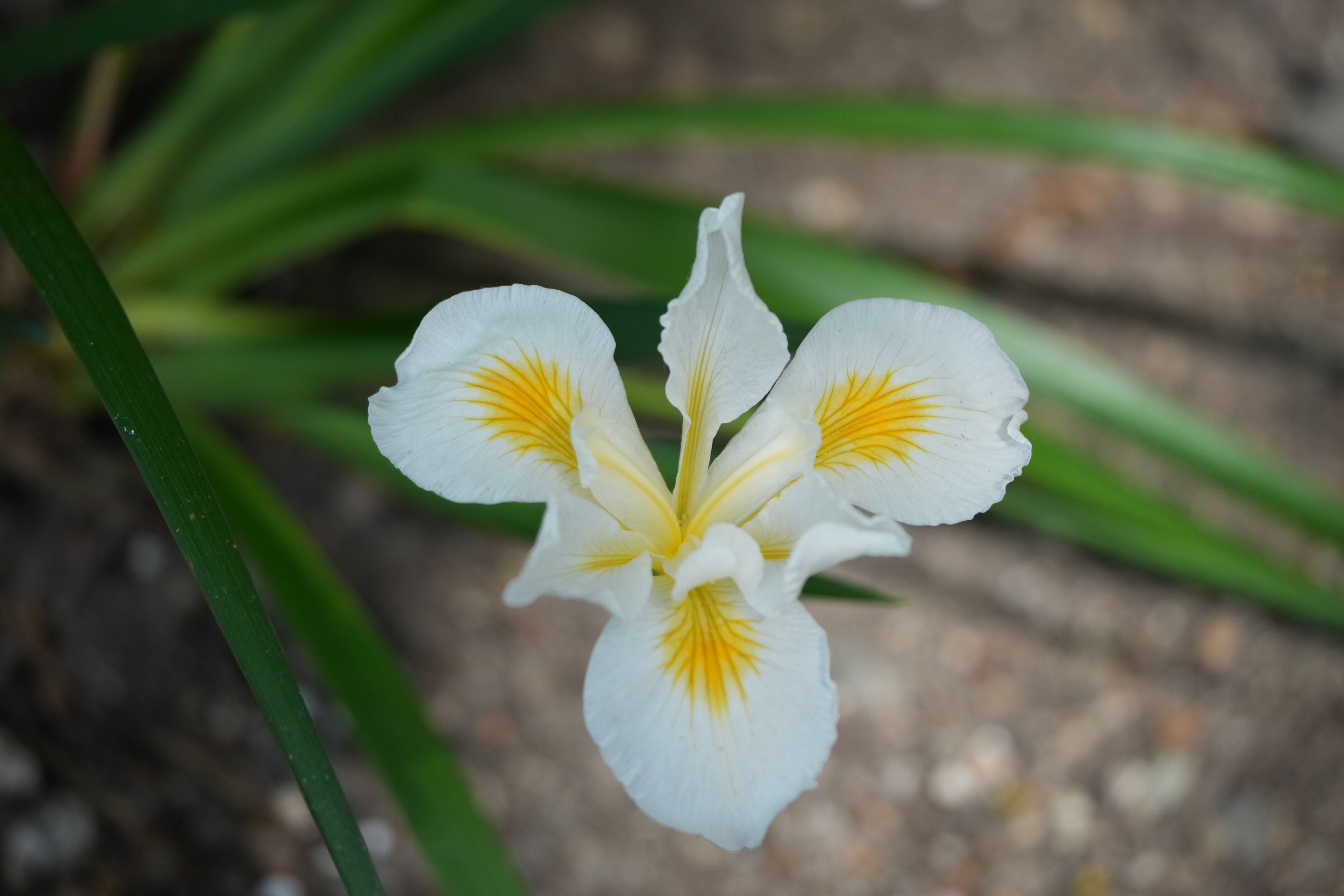 Contra Costa Canal Regional Trail