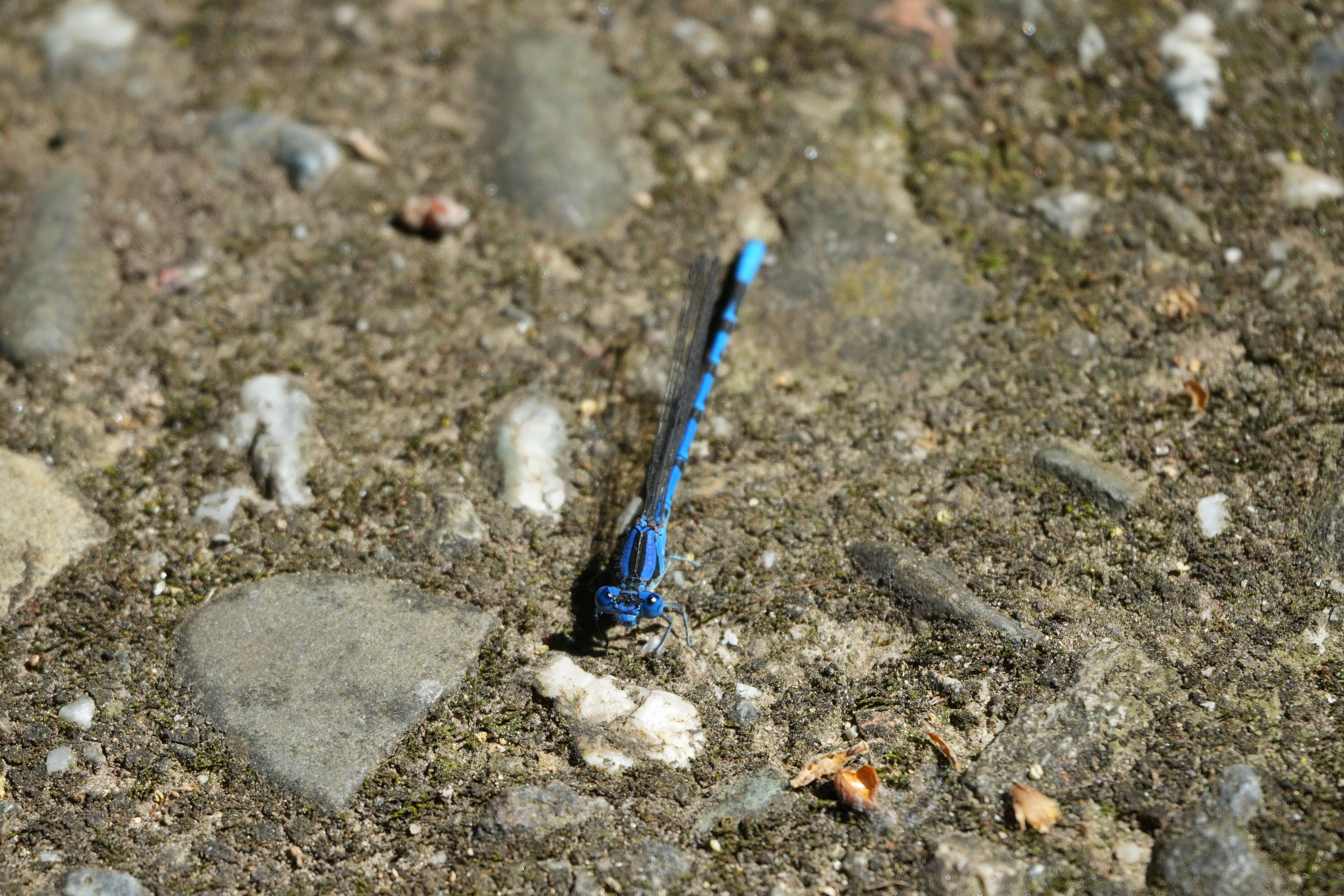 Contra Costa Canal Regional Trail