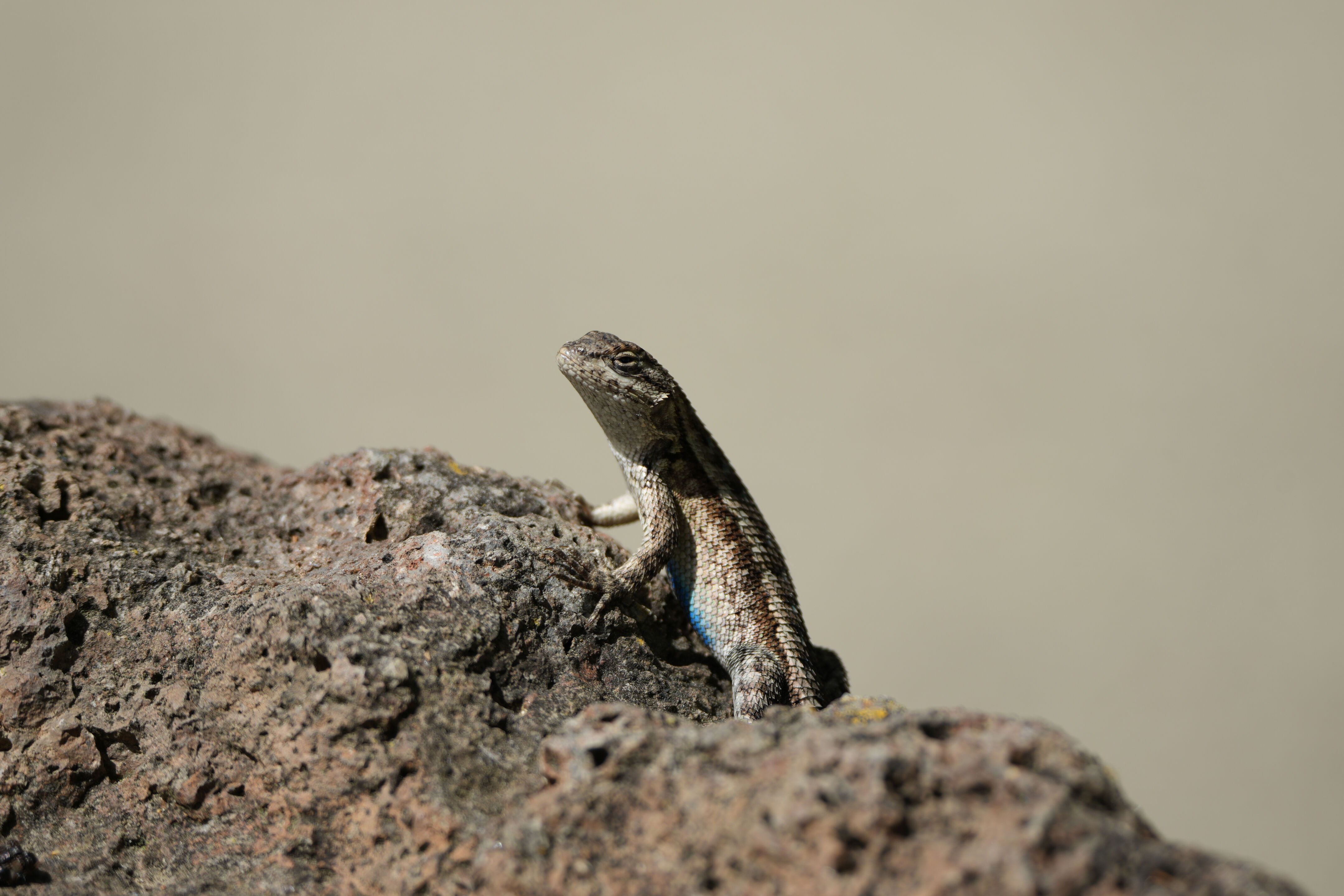 Contra Costa Canal Regional Trail