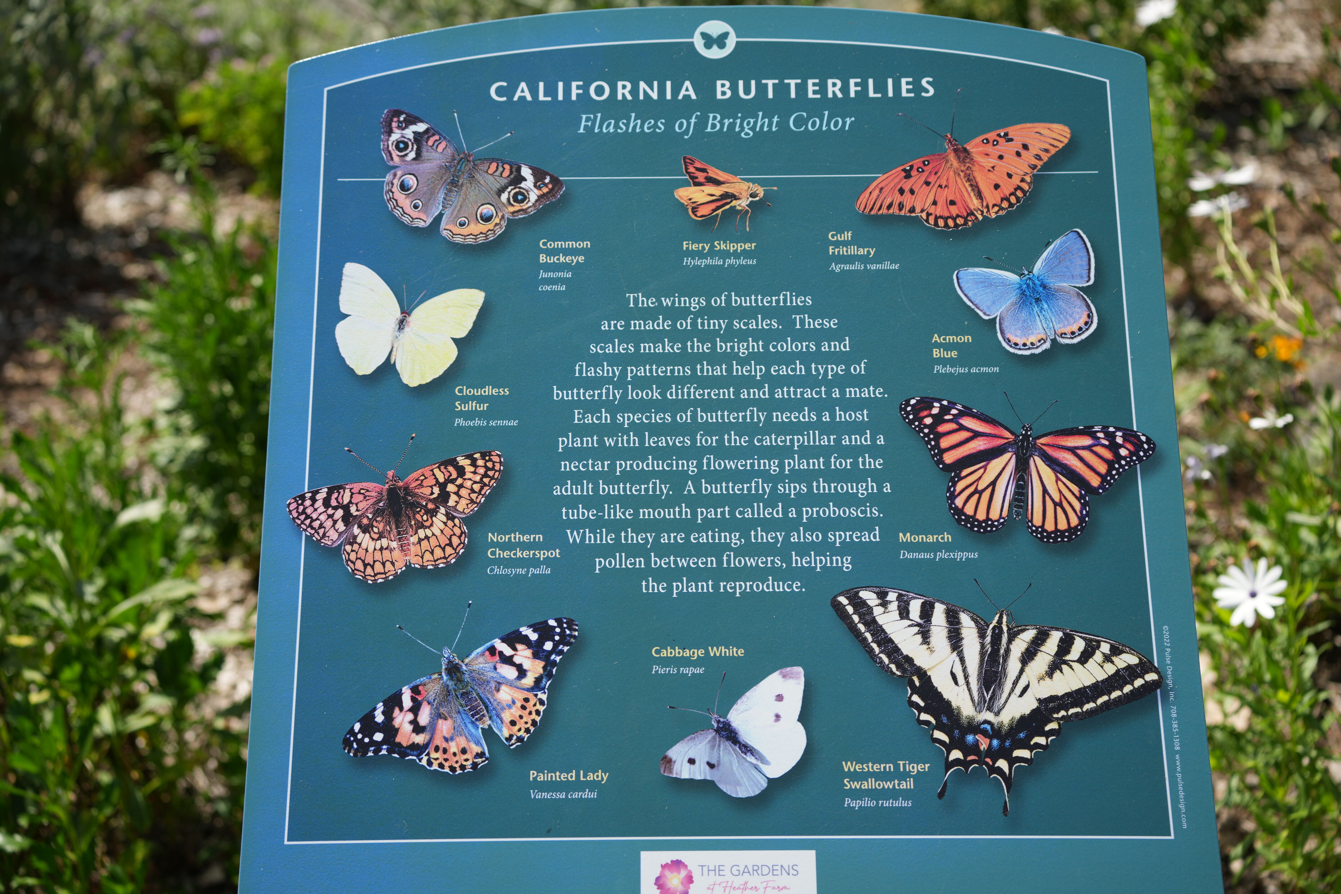 Contra Costa Canal Regional Trail