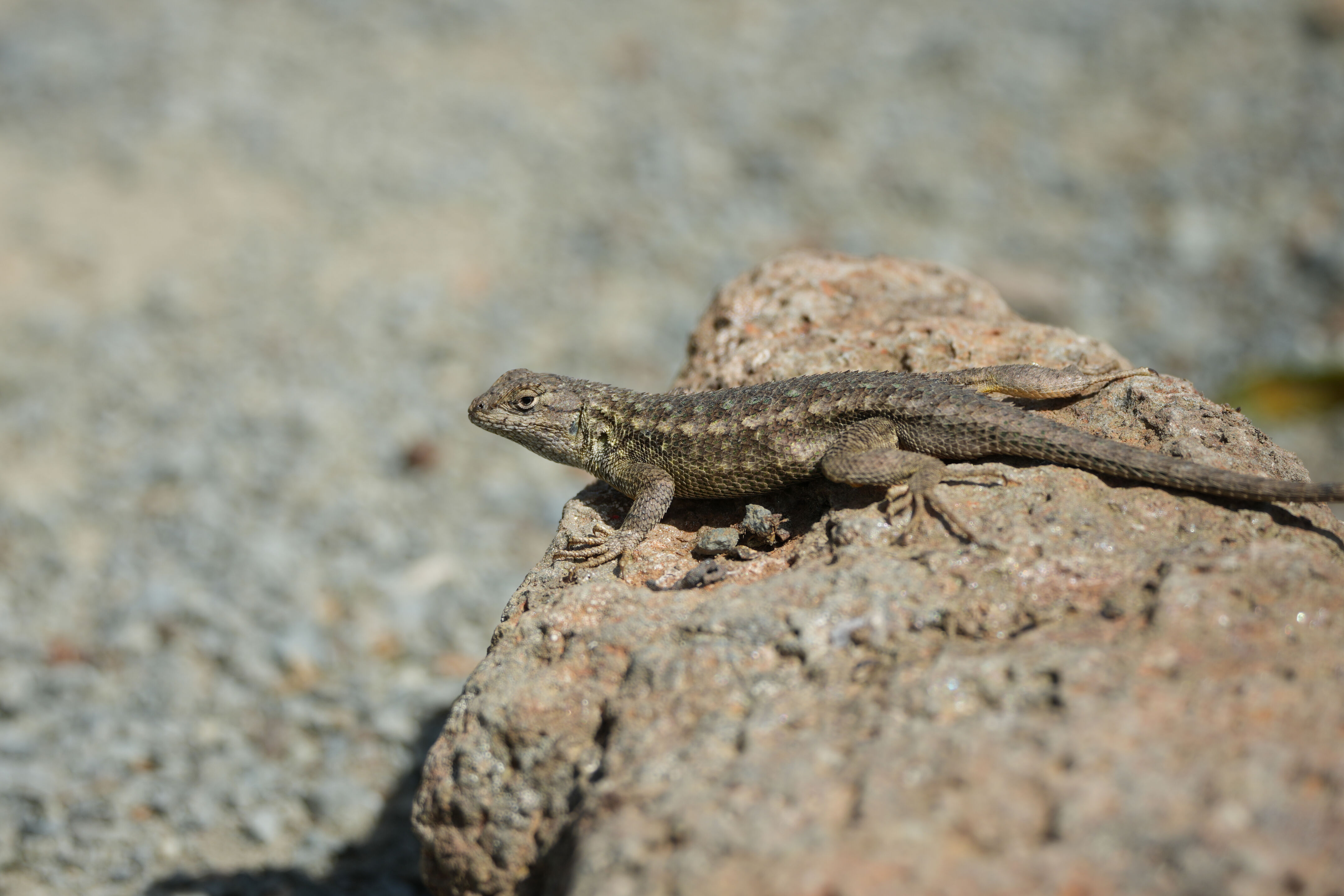Contra Costa Canal Regional Trail