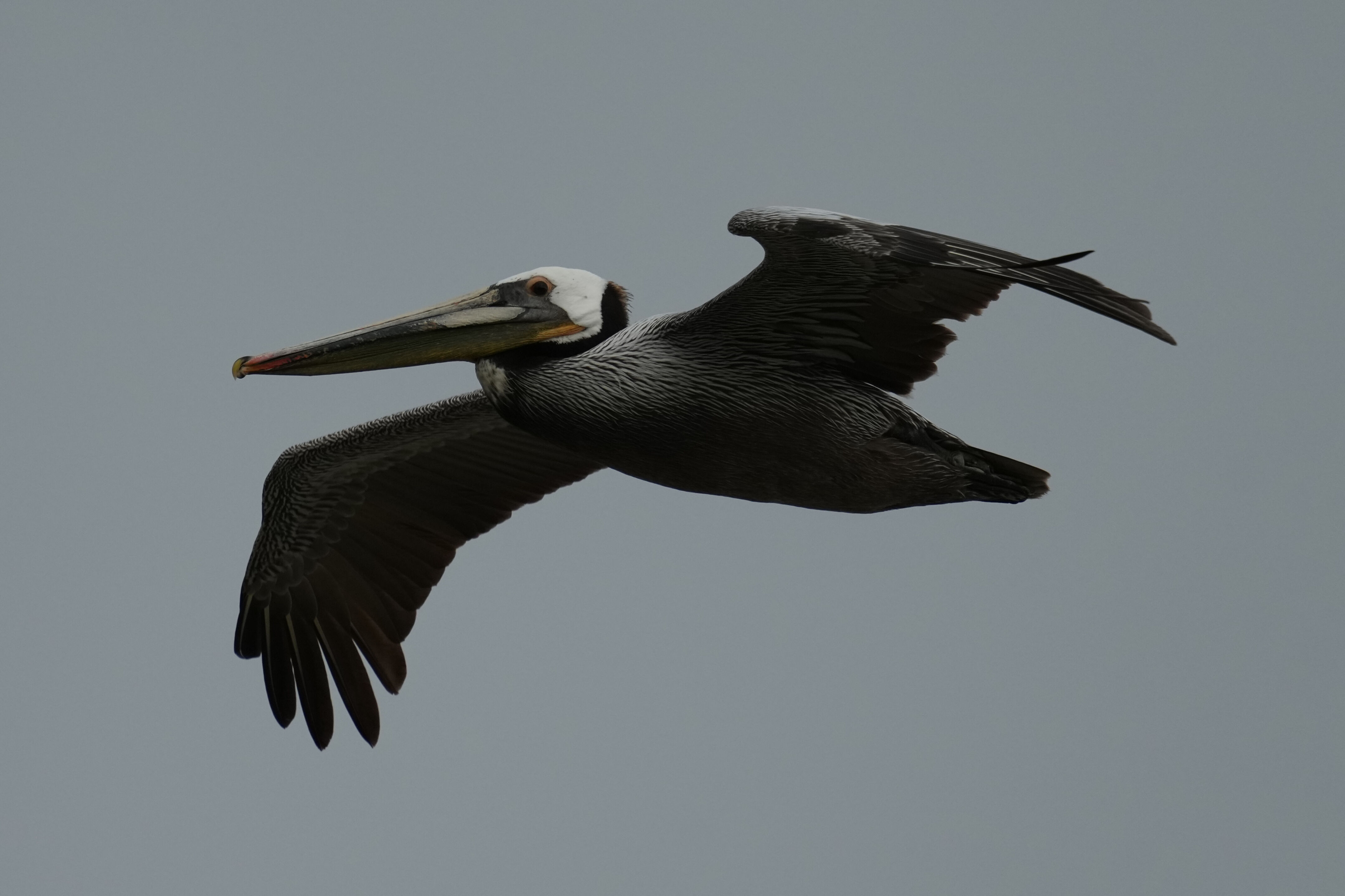 Don Edwards San Francisco Bay National Wildlife Refuge - Ravenswood