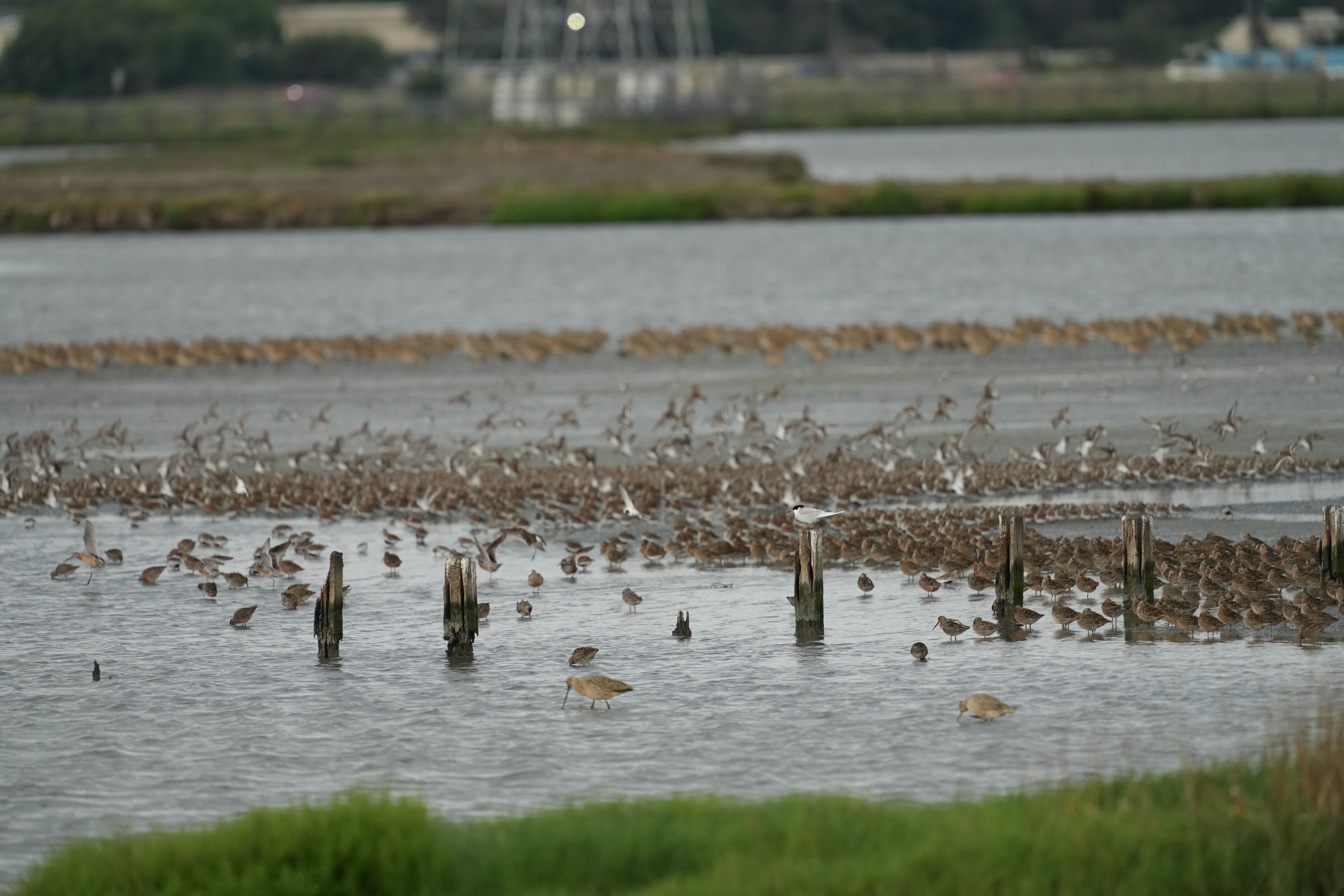 Don Edwards San Francisco Bay National Wildlife Refuge - Ravenswood