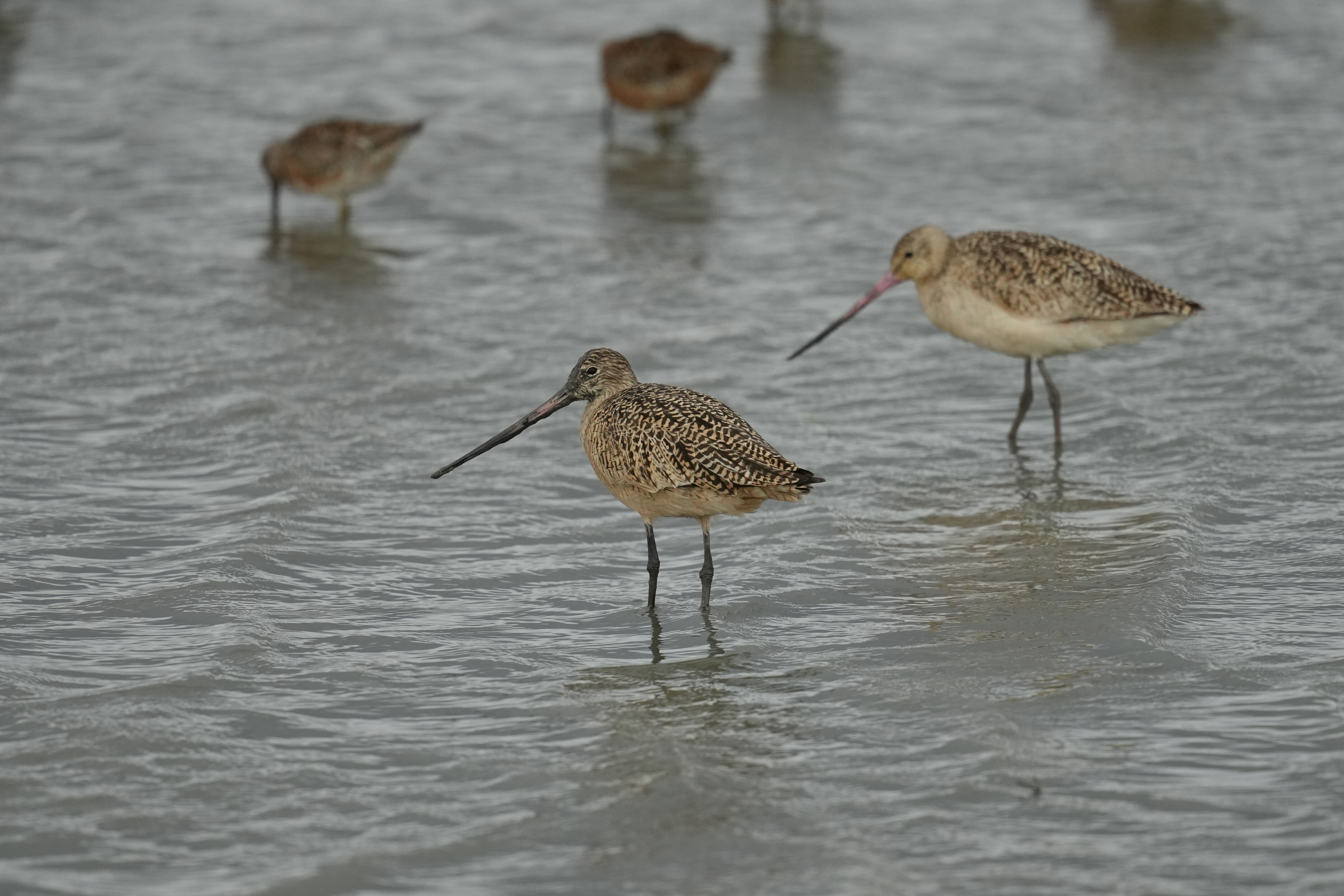 Don Edwards San Francisco Bay National Wildlife Refuge - Ravenswood