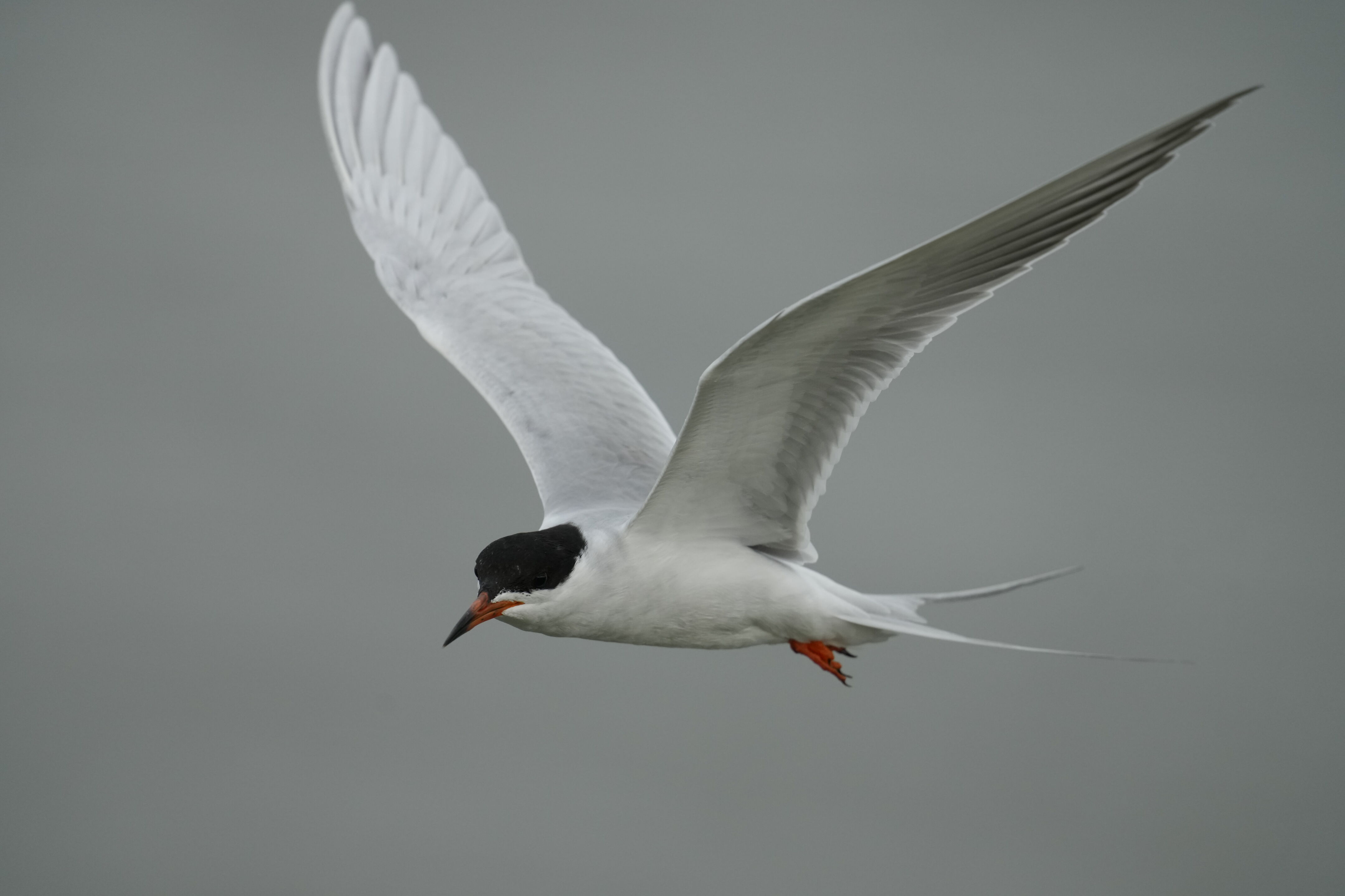 Don Edwards San Francisco Bay National Wildlife Refuge - Ravenswood