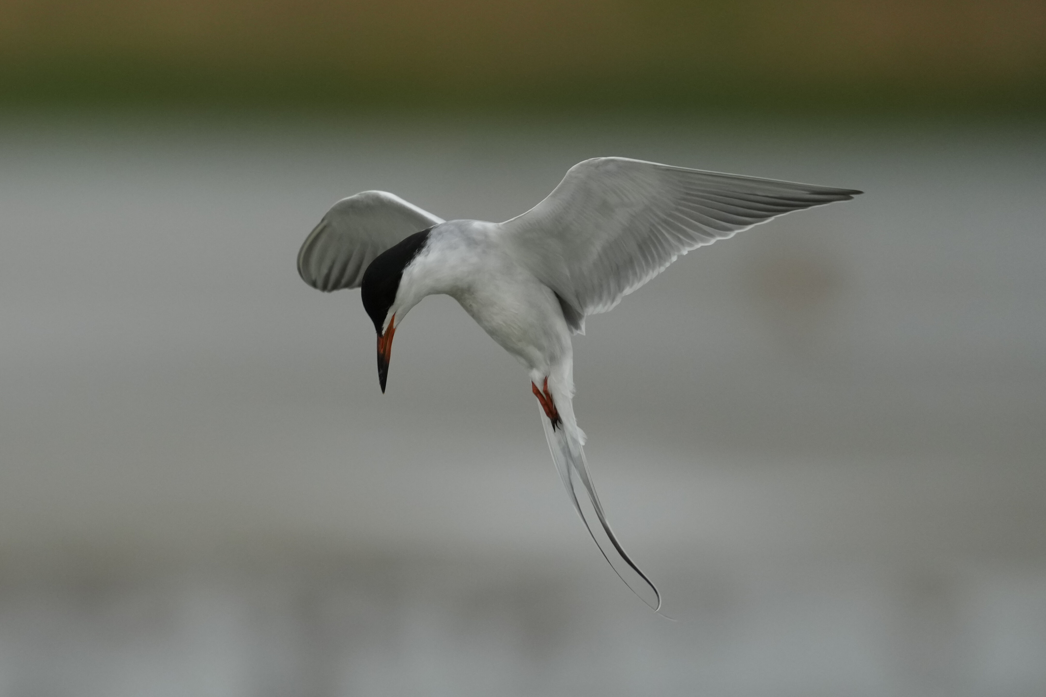 Don Edwards San Francisco Bay National Wildlife Refuge - Ravenswood