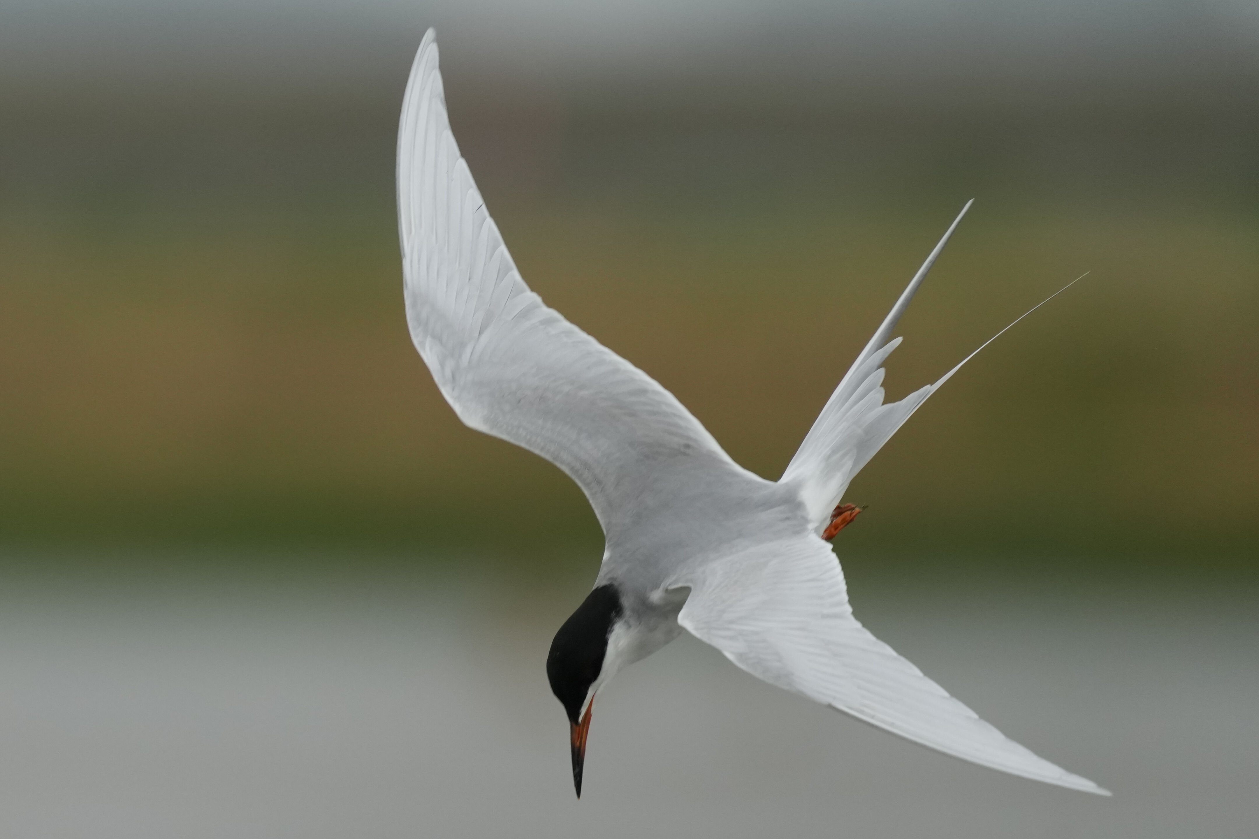 Don Edwards San Francisco Bay National Wildlife Refuge - Ravenswood
