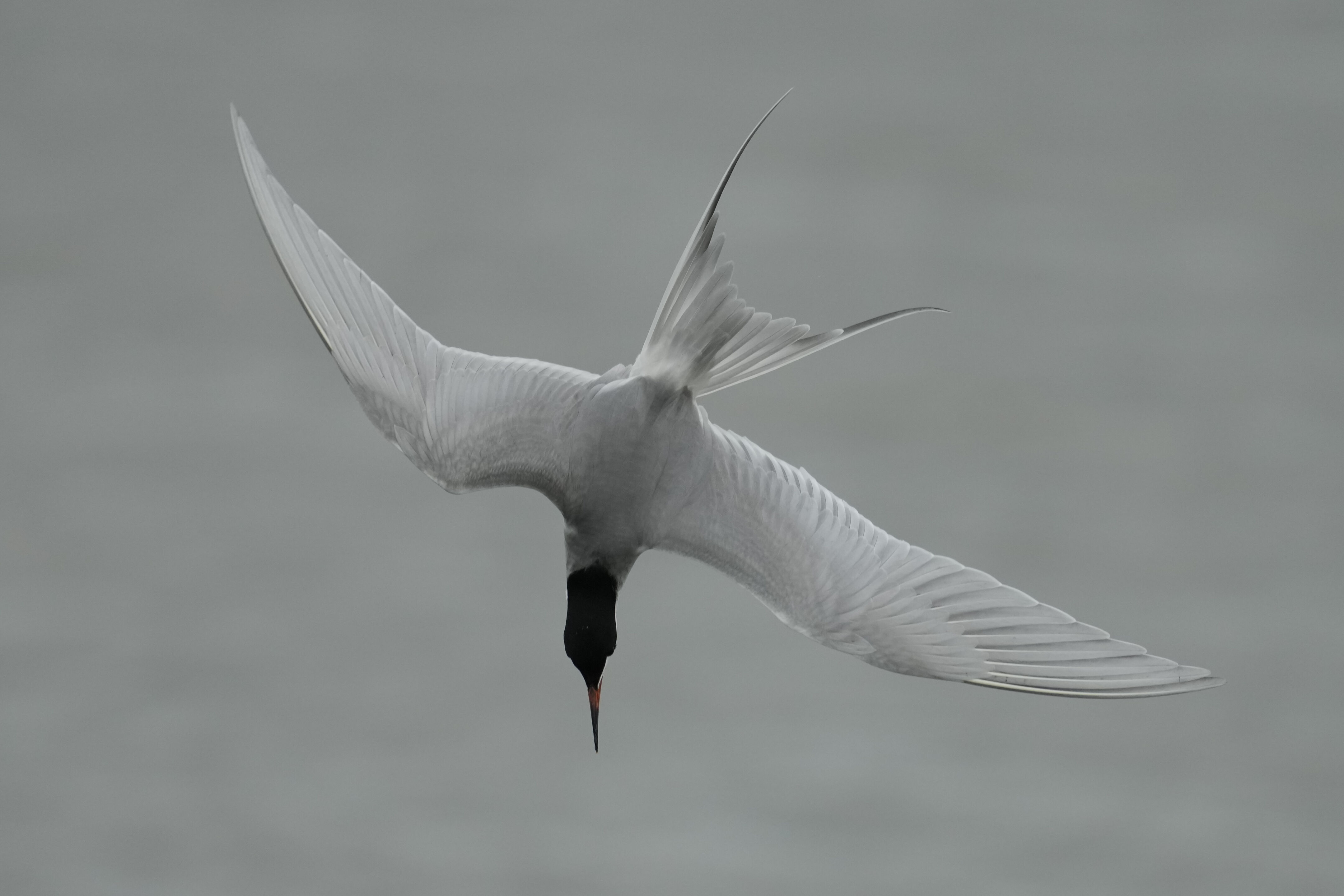 Don Edwards San Francisco Bay National Wildlife Refuge - Ravenswood