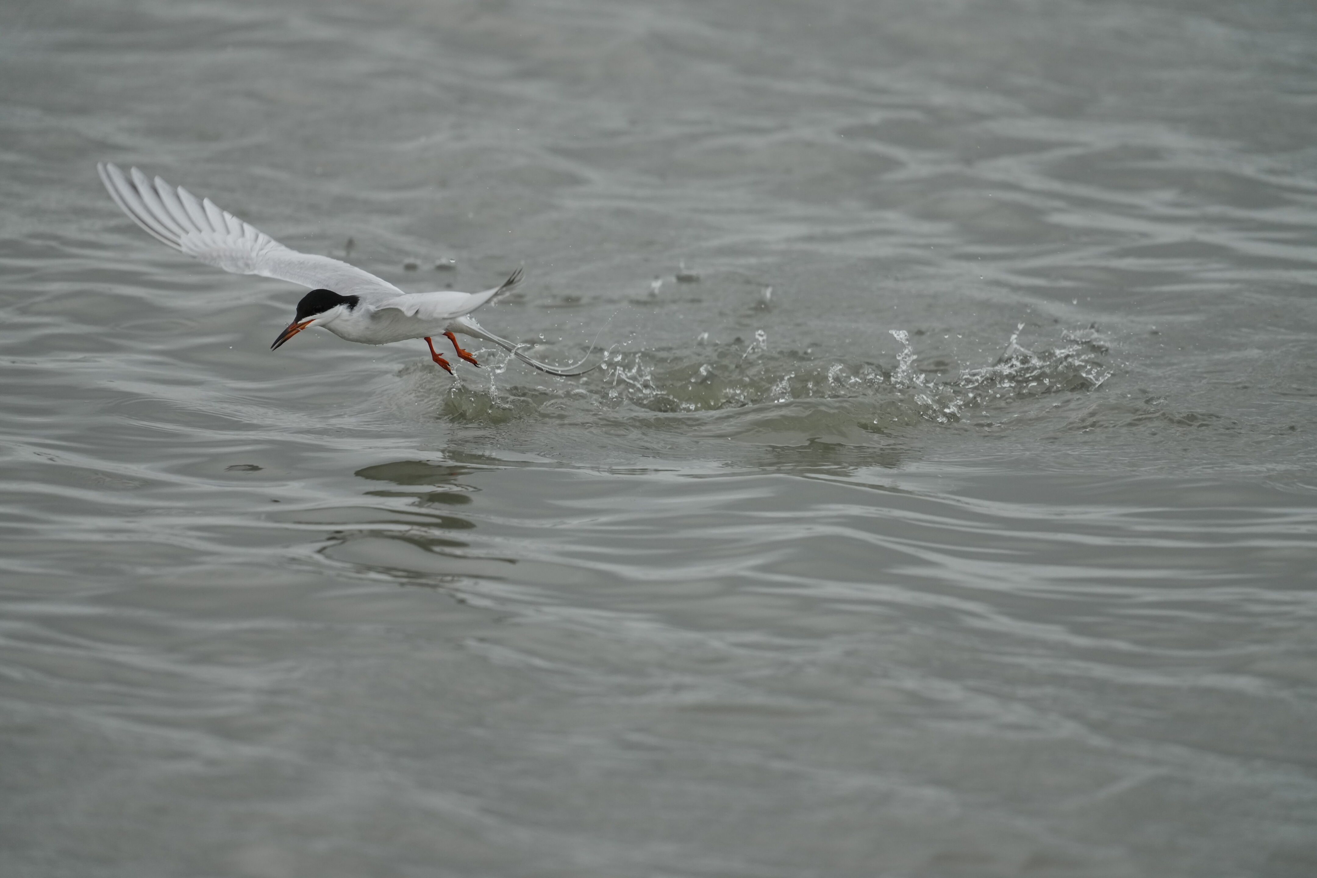 Don Edwards San Francisco Bay National Wildlife Refuge - Ravenswood