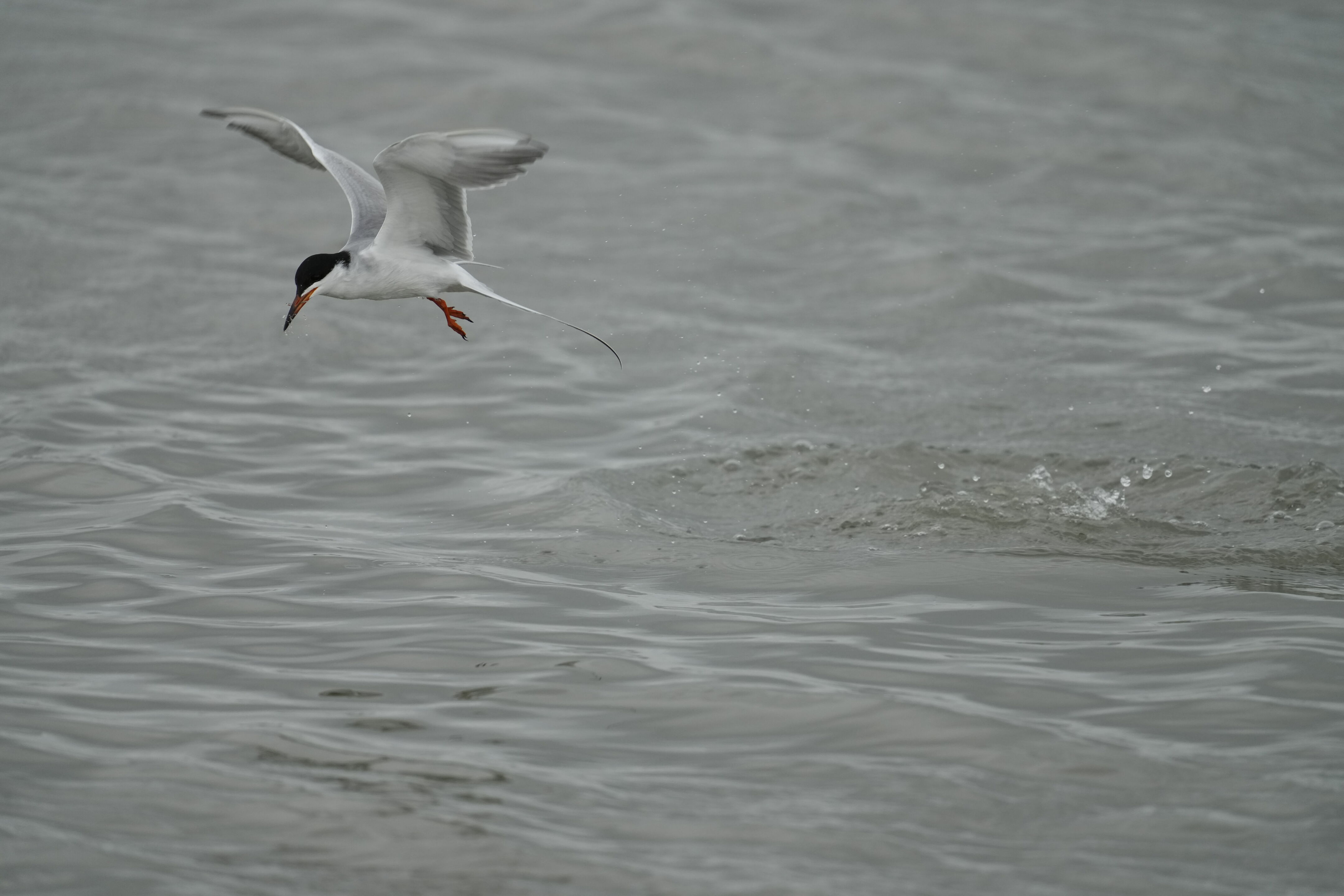 Don Edwards San Francisco Bay National Wildlife Refuge - Ravenswood