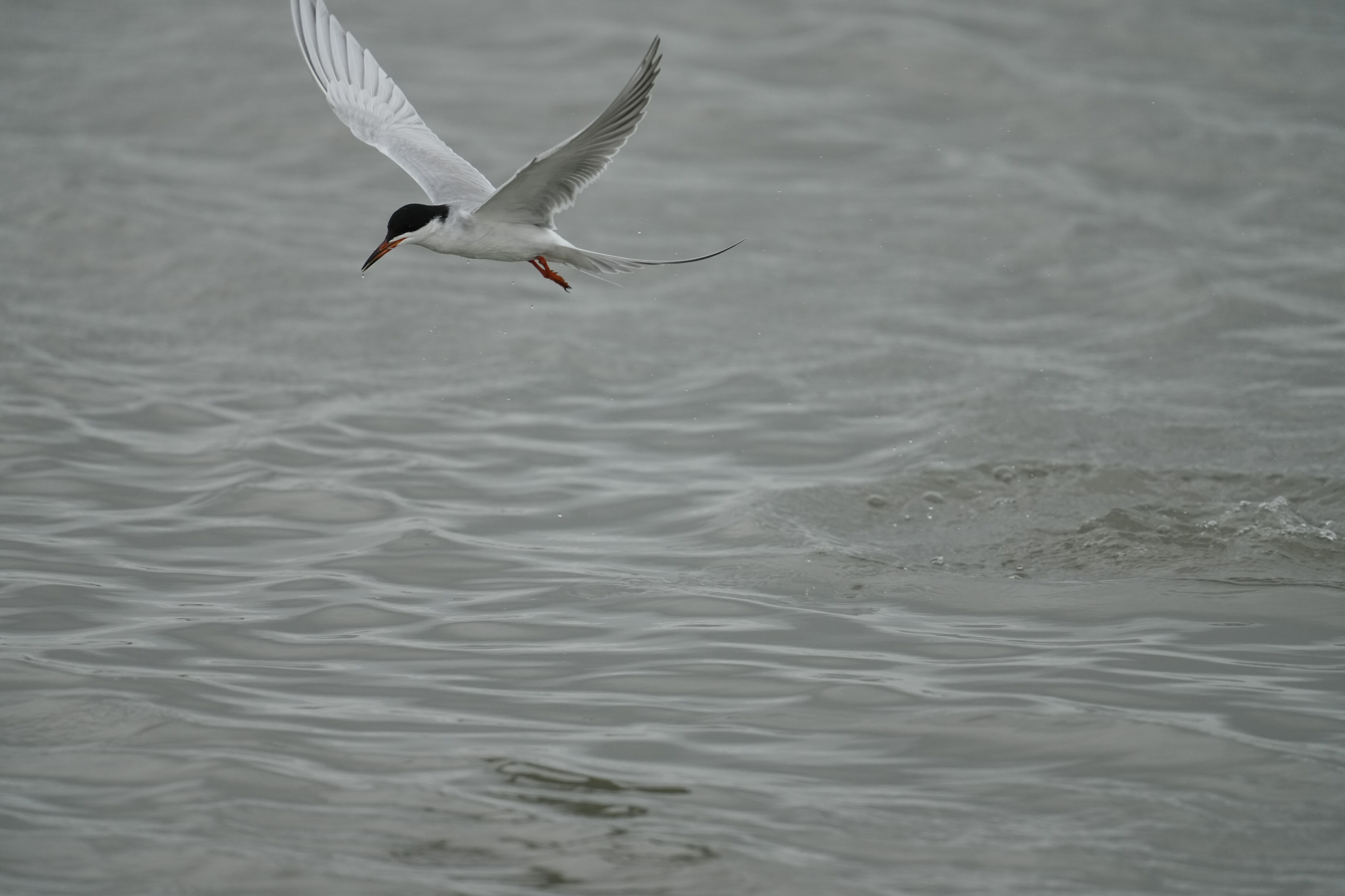 Don Edwards San Francisco Bay National Wildlife Refuge - Ravenswood