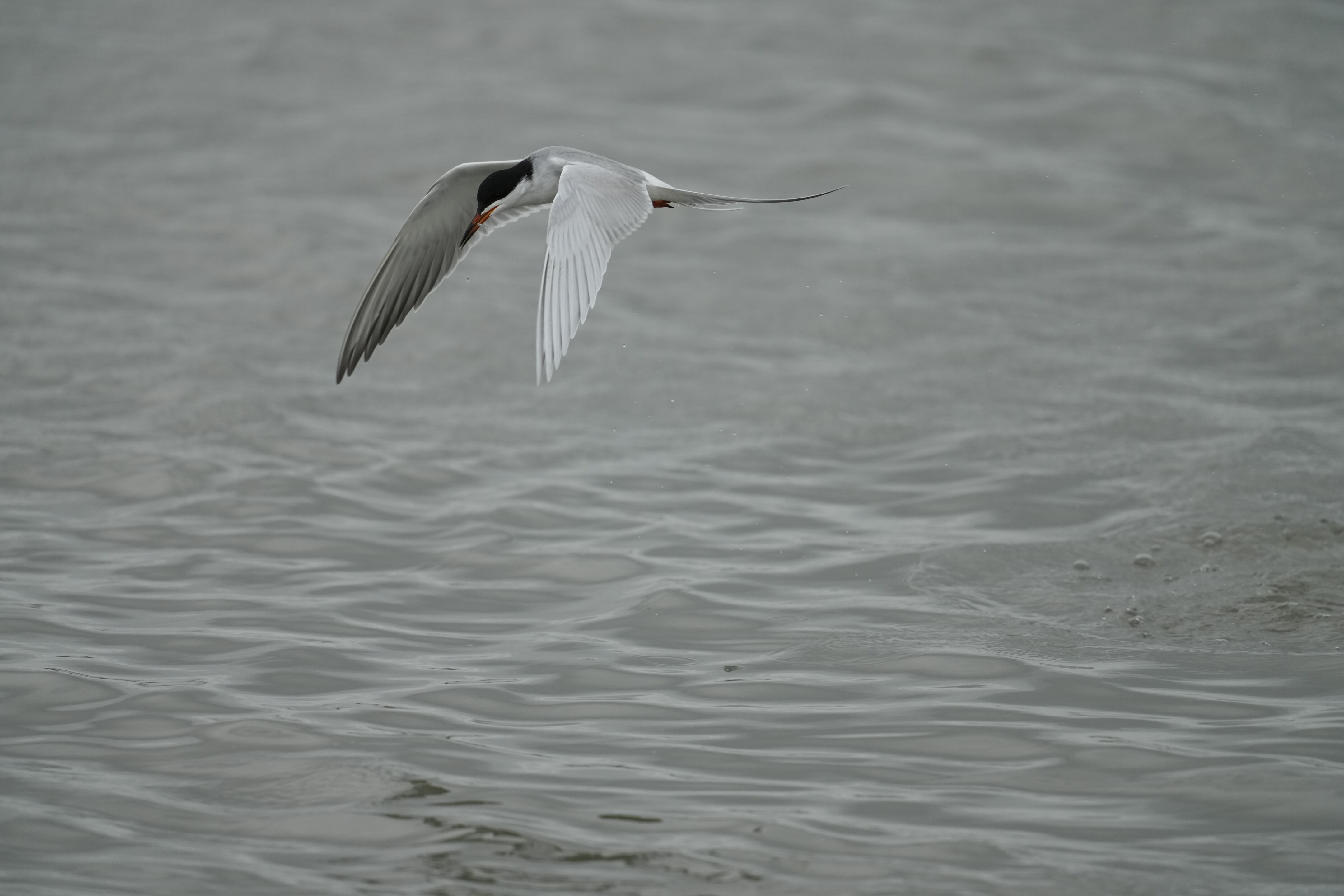 Don Edwards San Francisco Bay National Wildlife Refuge - Ravenswood