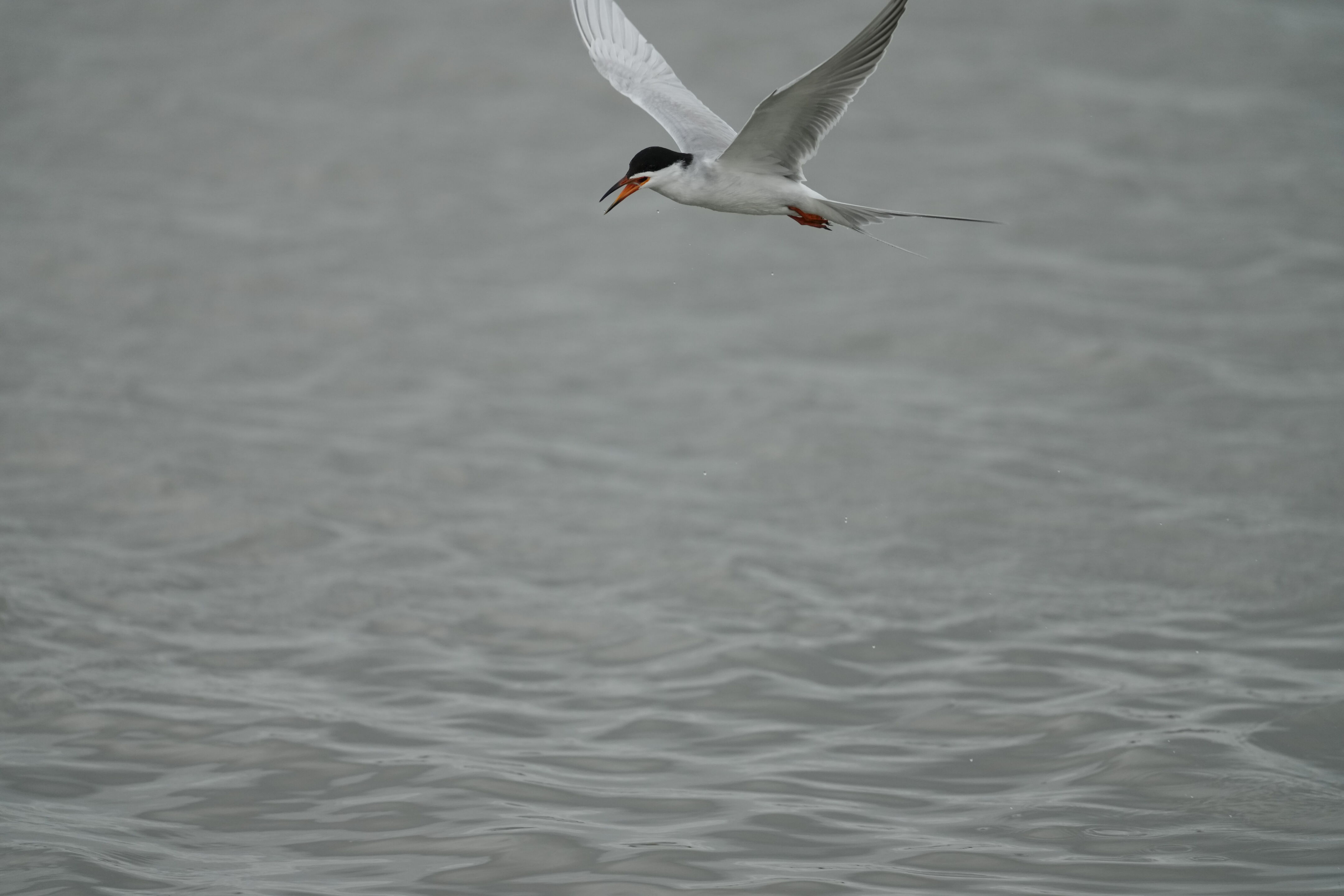 Don Edwards San Francisco Bay National Wildlife Refuge - Ravenswood