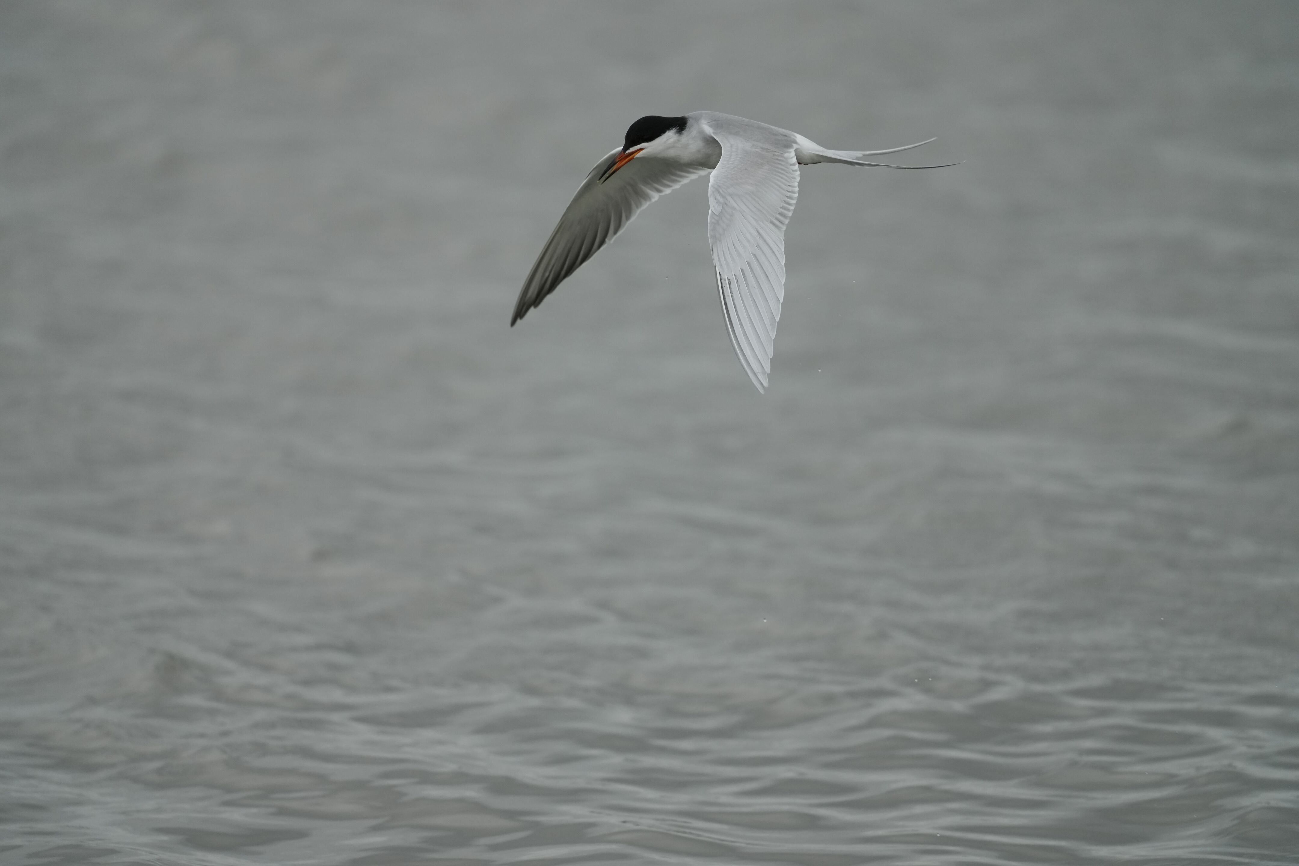 Don Edwards San Francisco Bay National Wildlife Refuge - Ravenswood