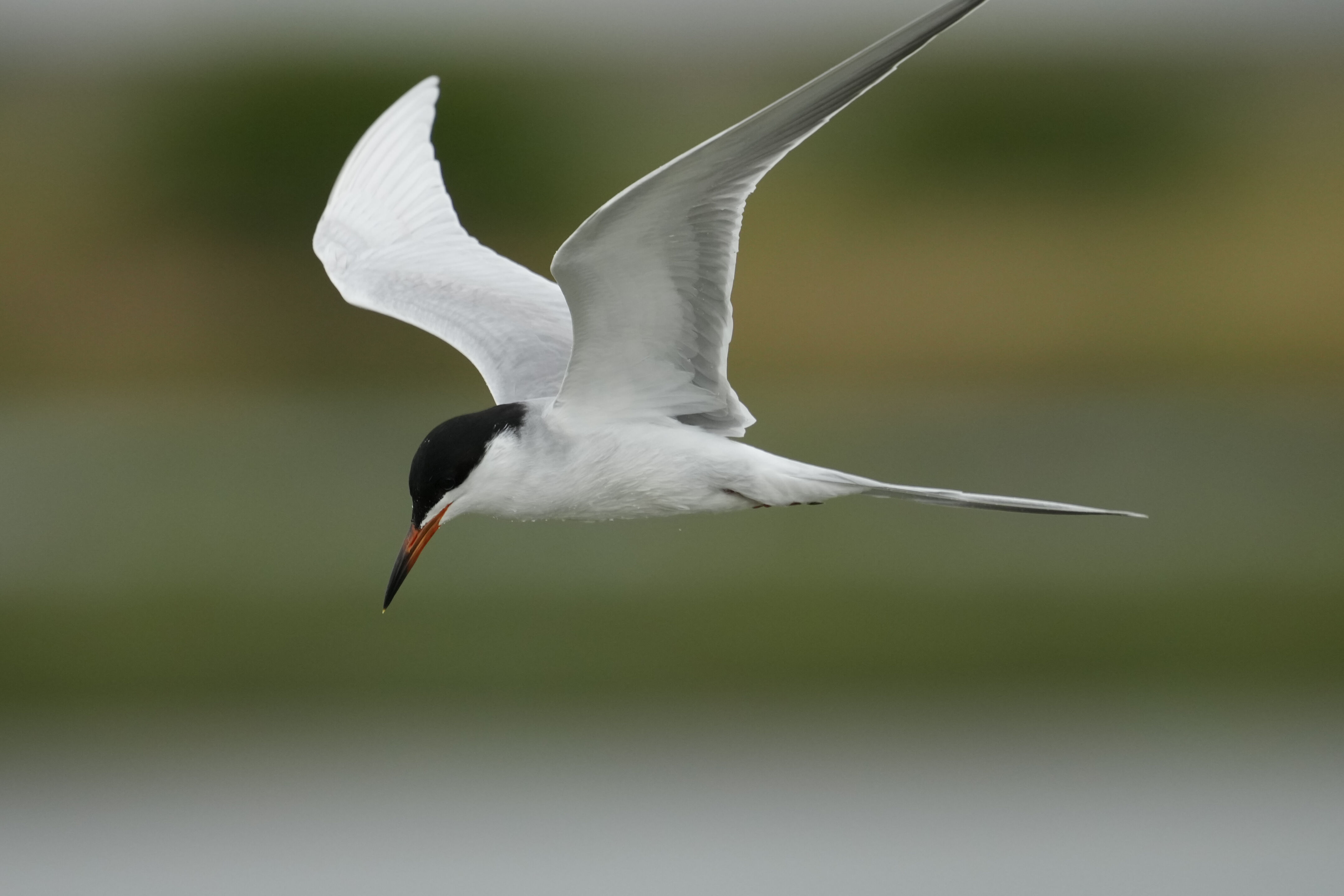 Don Edwards San Francisco Bay National Wildlife Refuge - Ravenswood