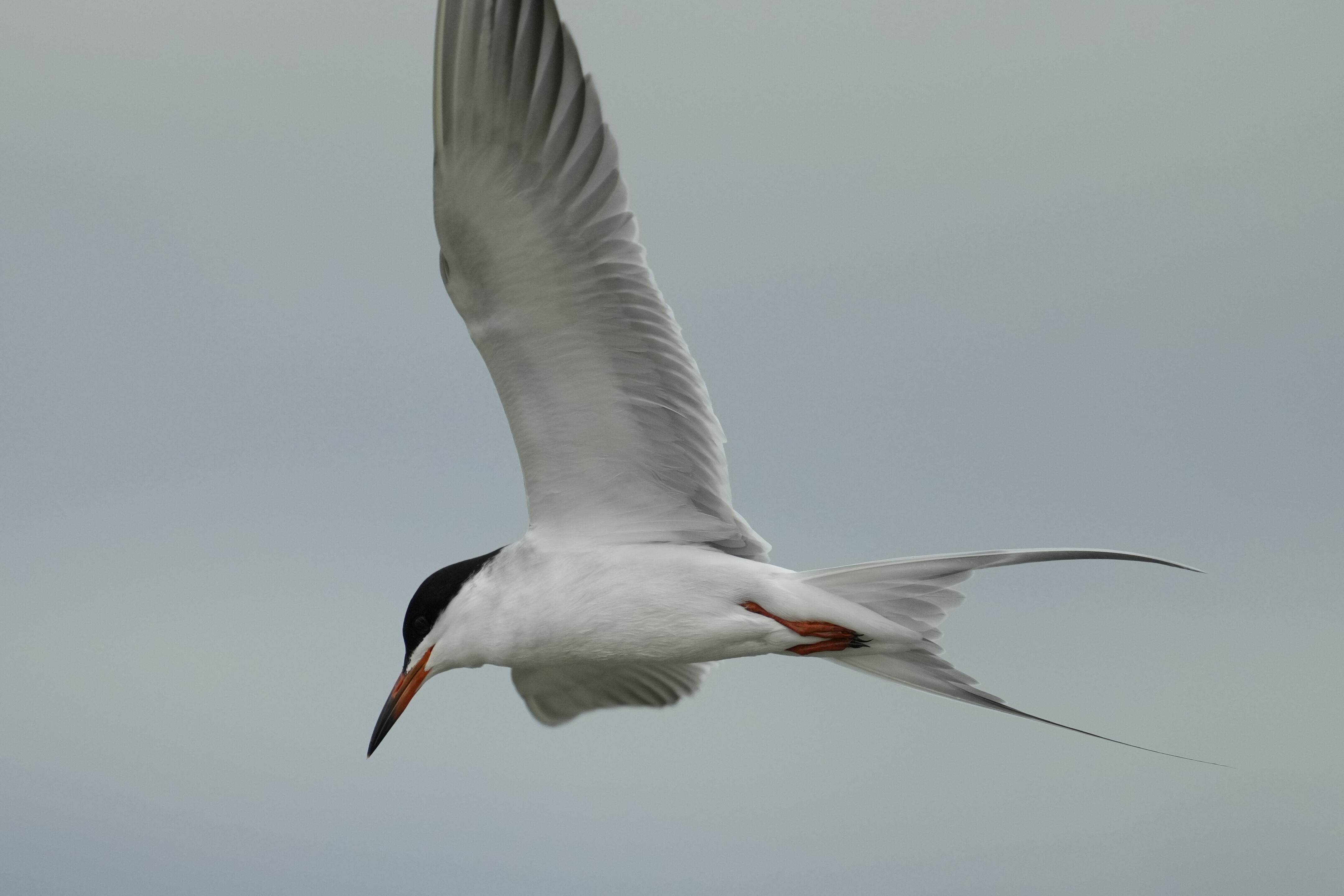 Don Edwards San Francisco Bay National Wildlife Refuge - Ravenswood
