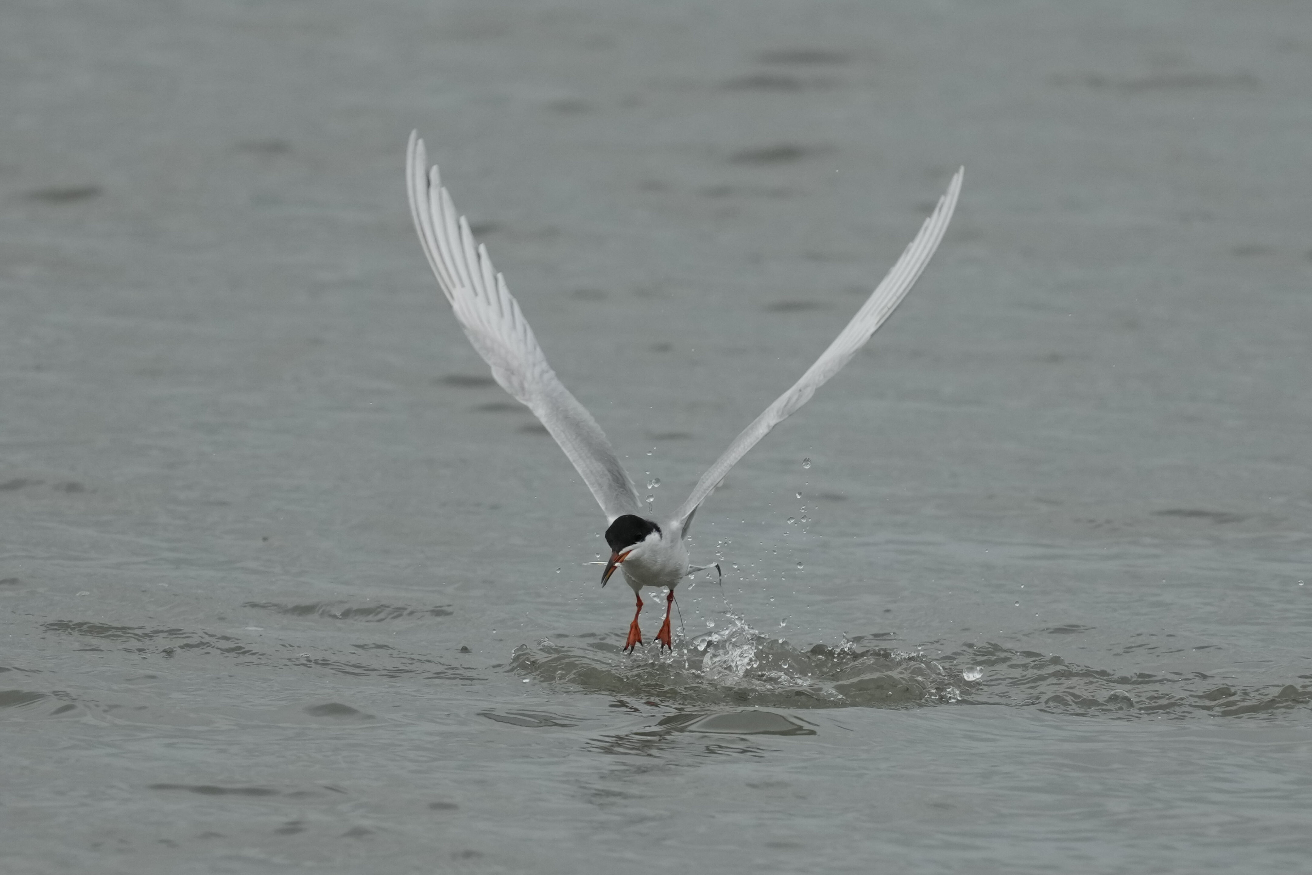 Common Tern Caught Fish
