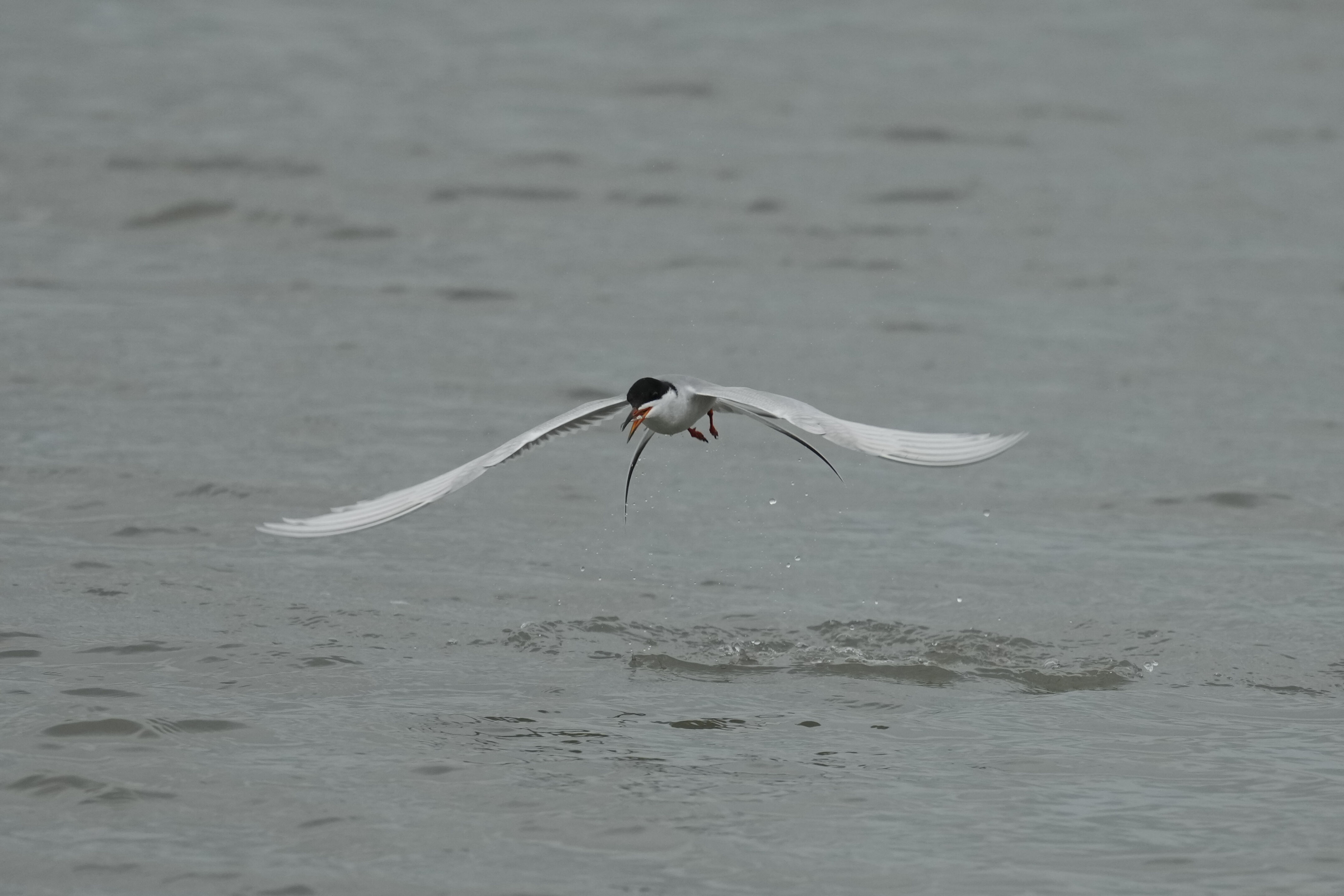 Don Edwards San Francisco Bay National Wildlife Refuge - Ravenswood